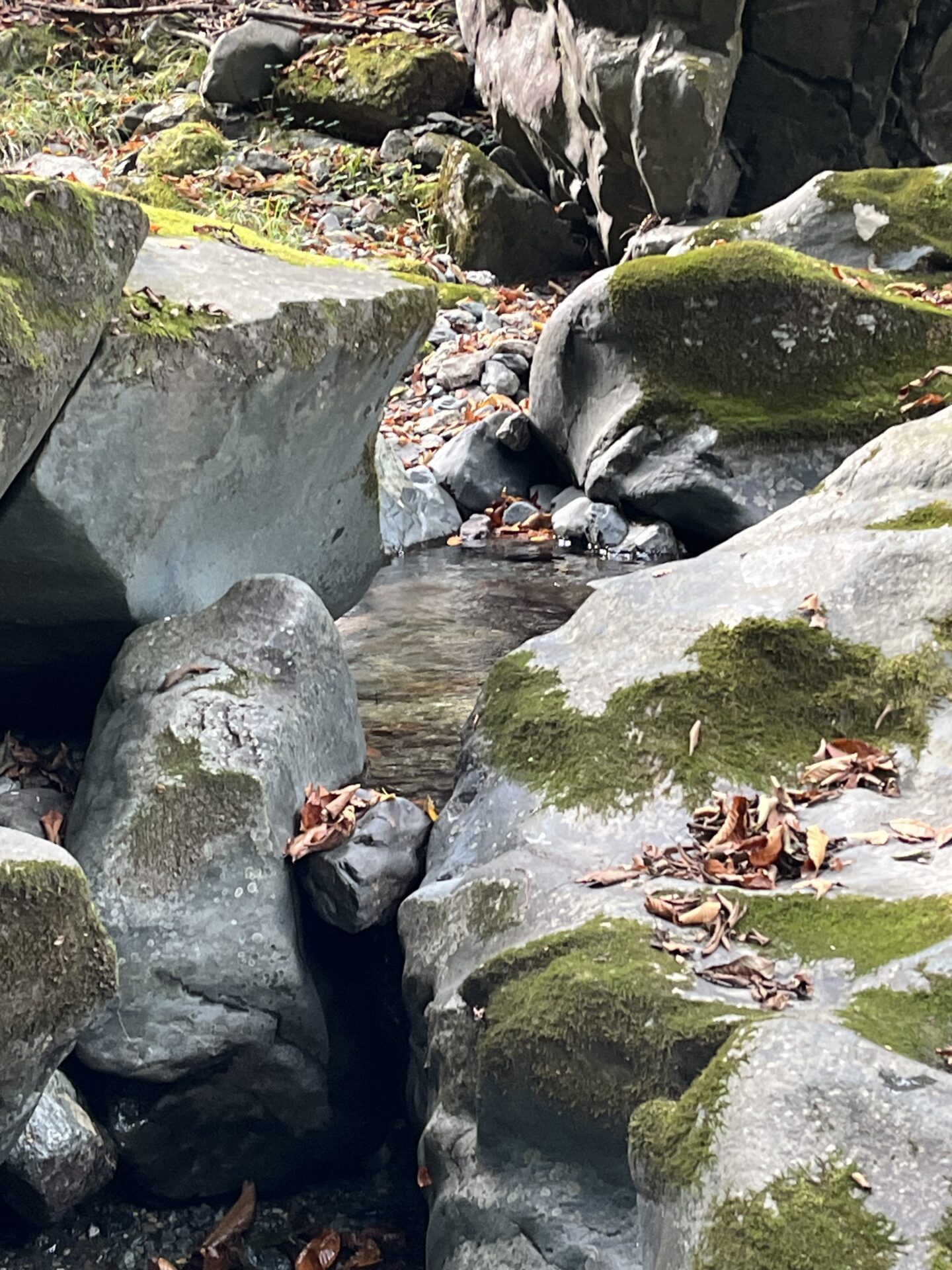 ポイント
山女魚
赤久縄
2025.10.29
14:01