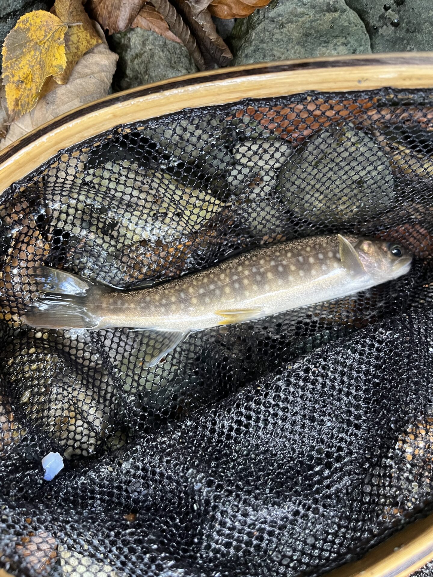 岩魚
赤久縄
2025.10.29
14:14
