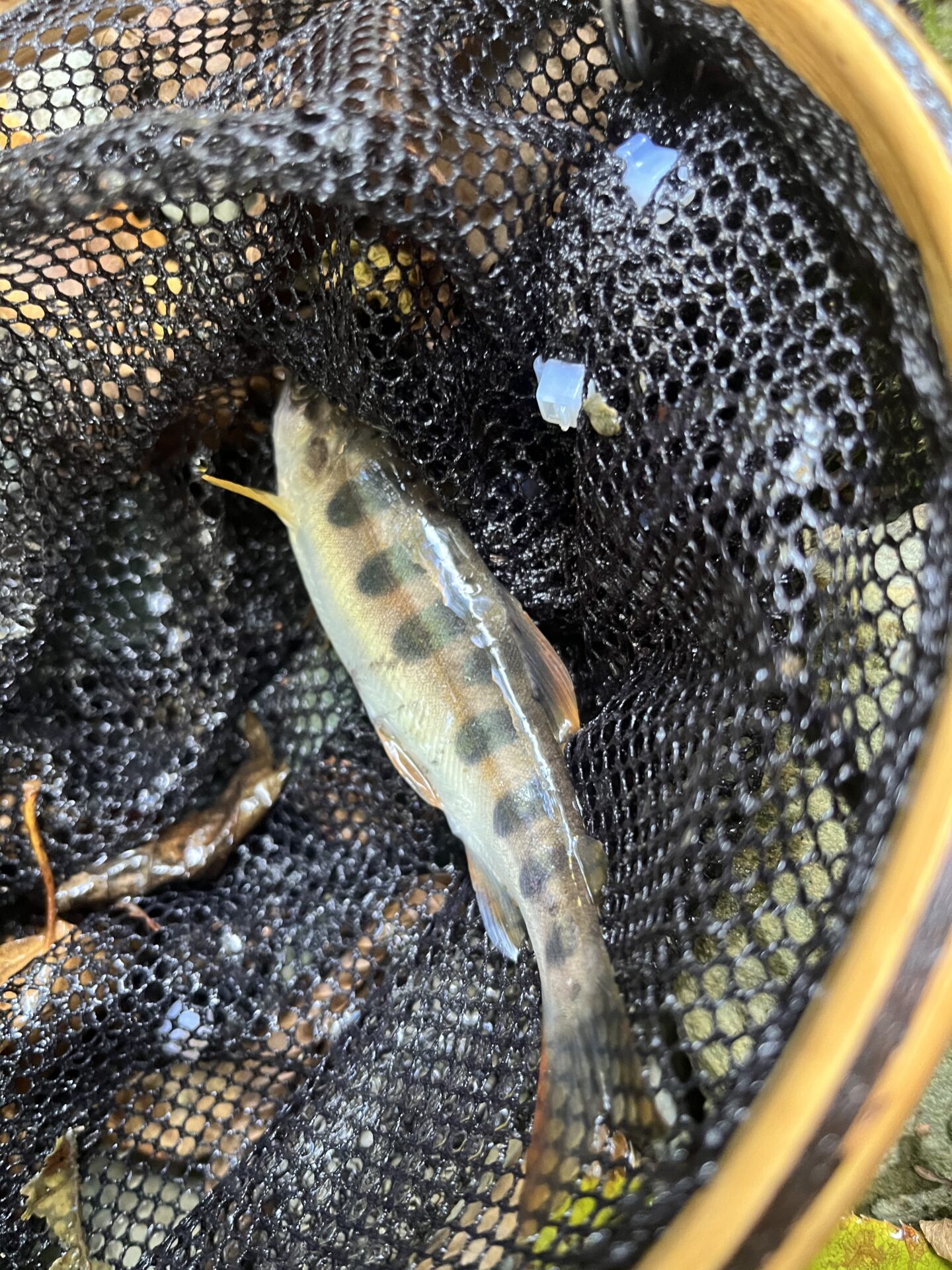 山女魚
赤久縄
2025.10.29
14:20
