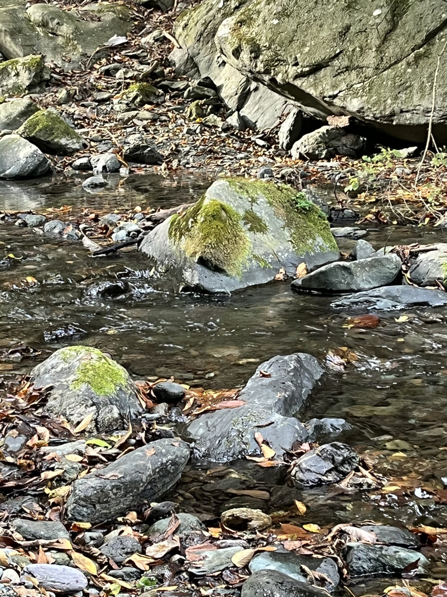 ポイント
山女魚
赤久縄
2025.10.29
14:20