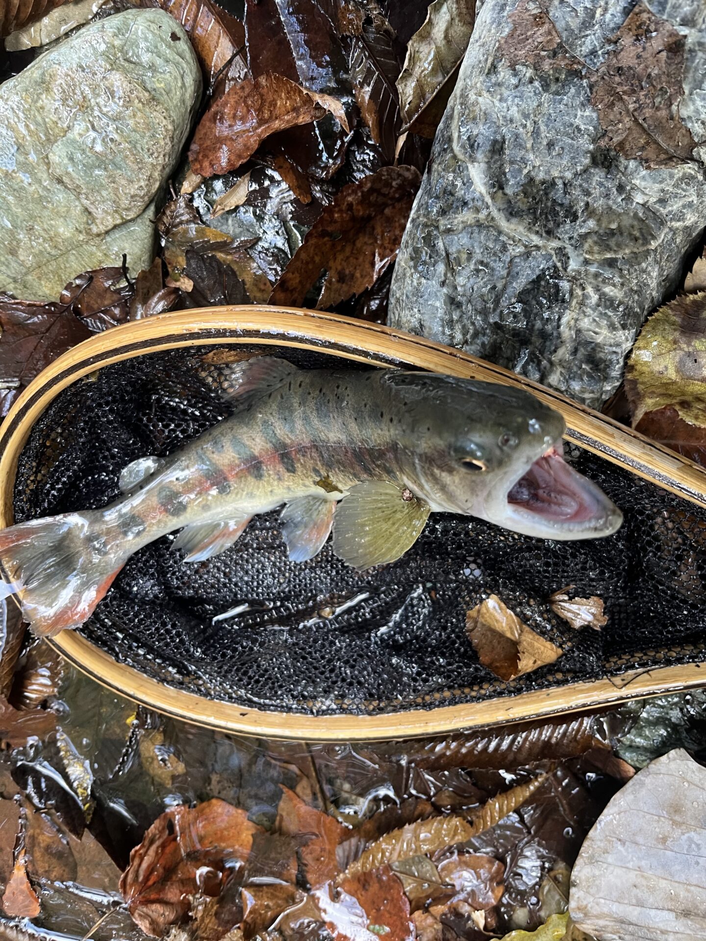 山女魚
赤久縄
2025.10.29
14:23