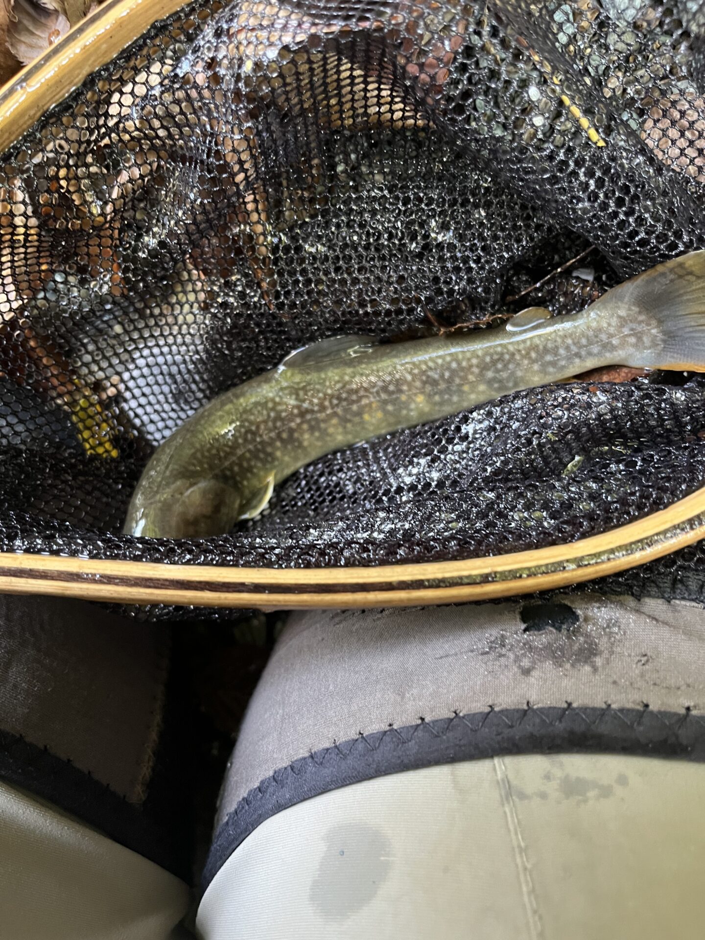 岩魚
赤久縄
2025.10.29
14:37
