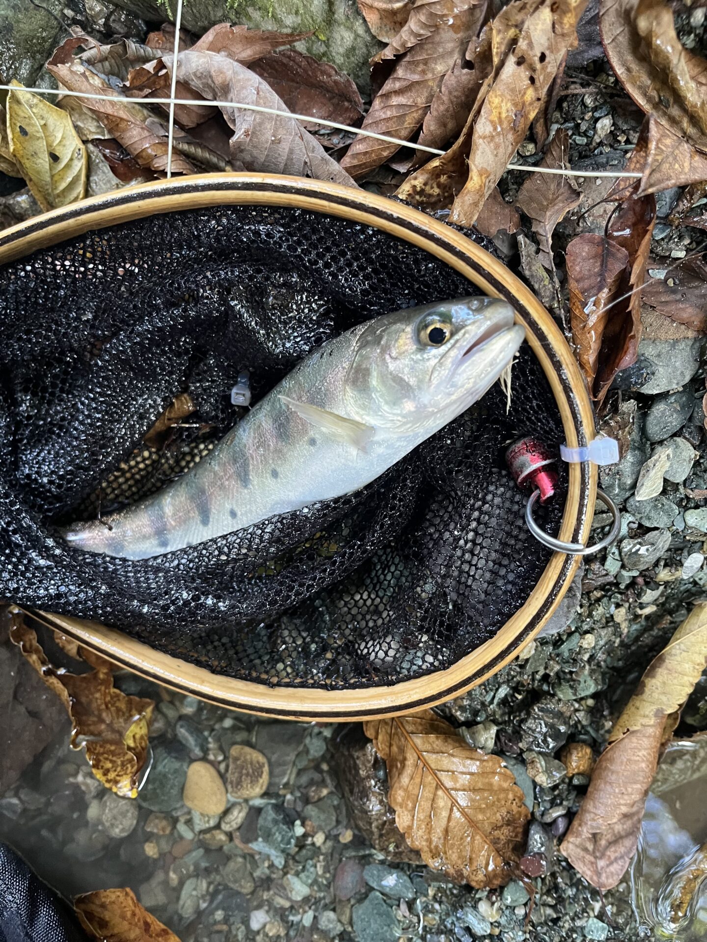 山女魚
赤久縄
2025.10.29
14:43
