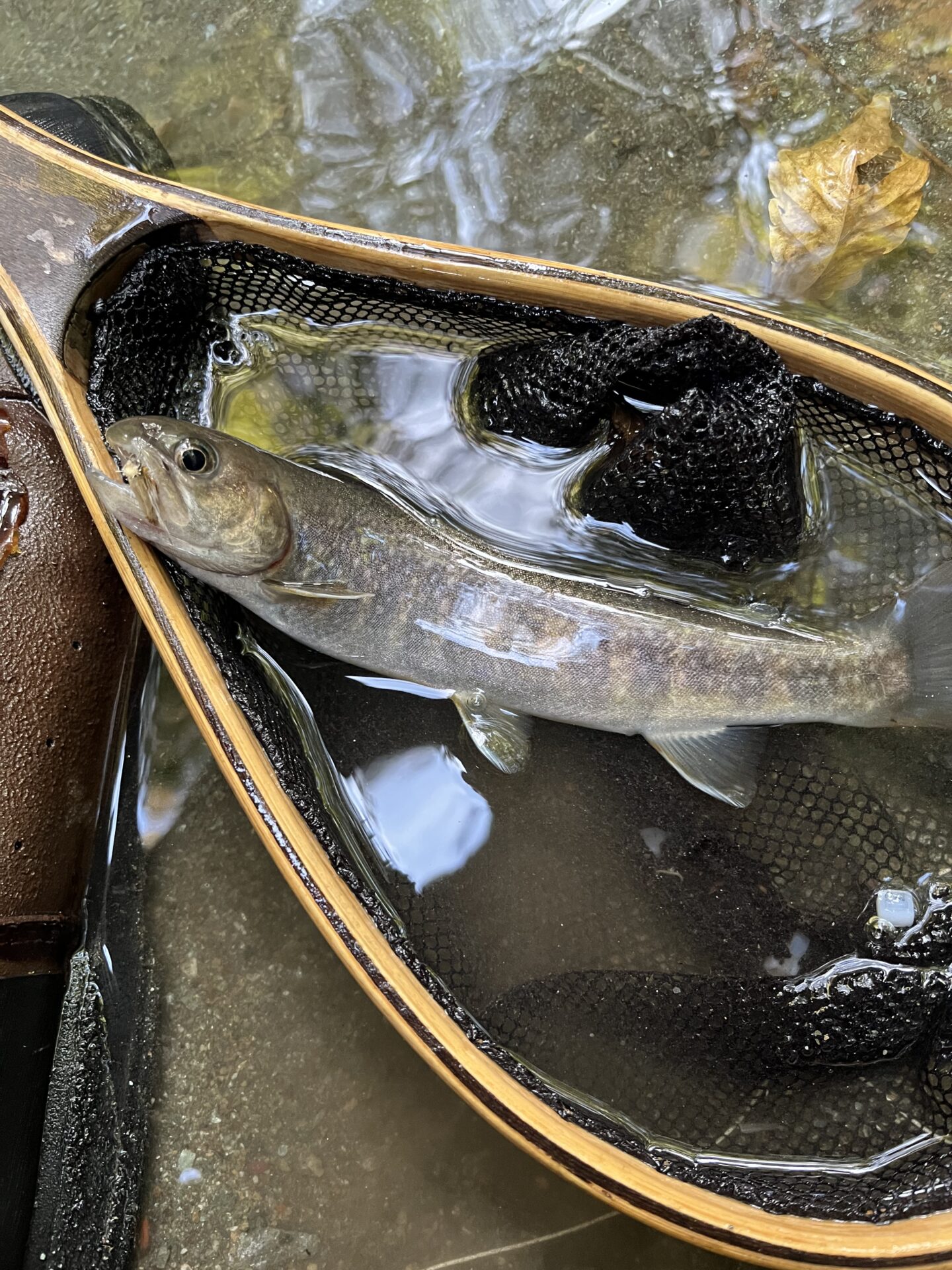 岩魚
赤久縄
2025.10.29
14:54
