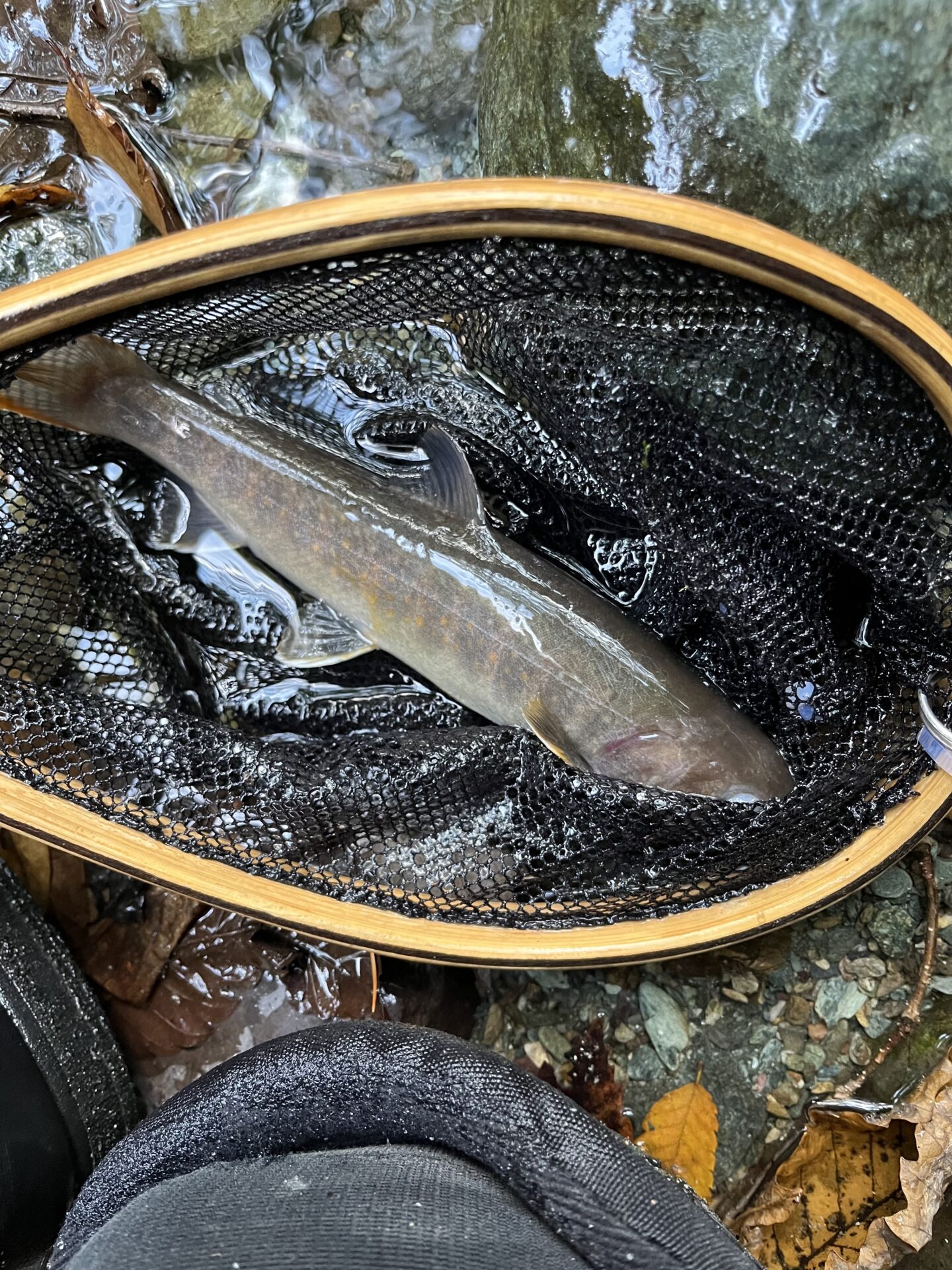 岩魚
赤久縄
2025.10.29
15:09
