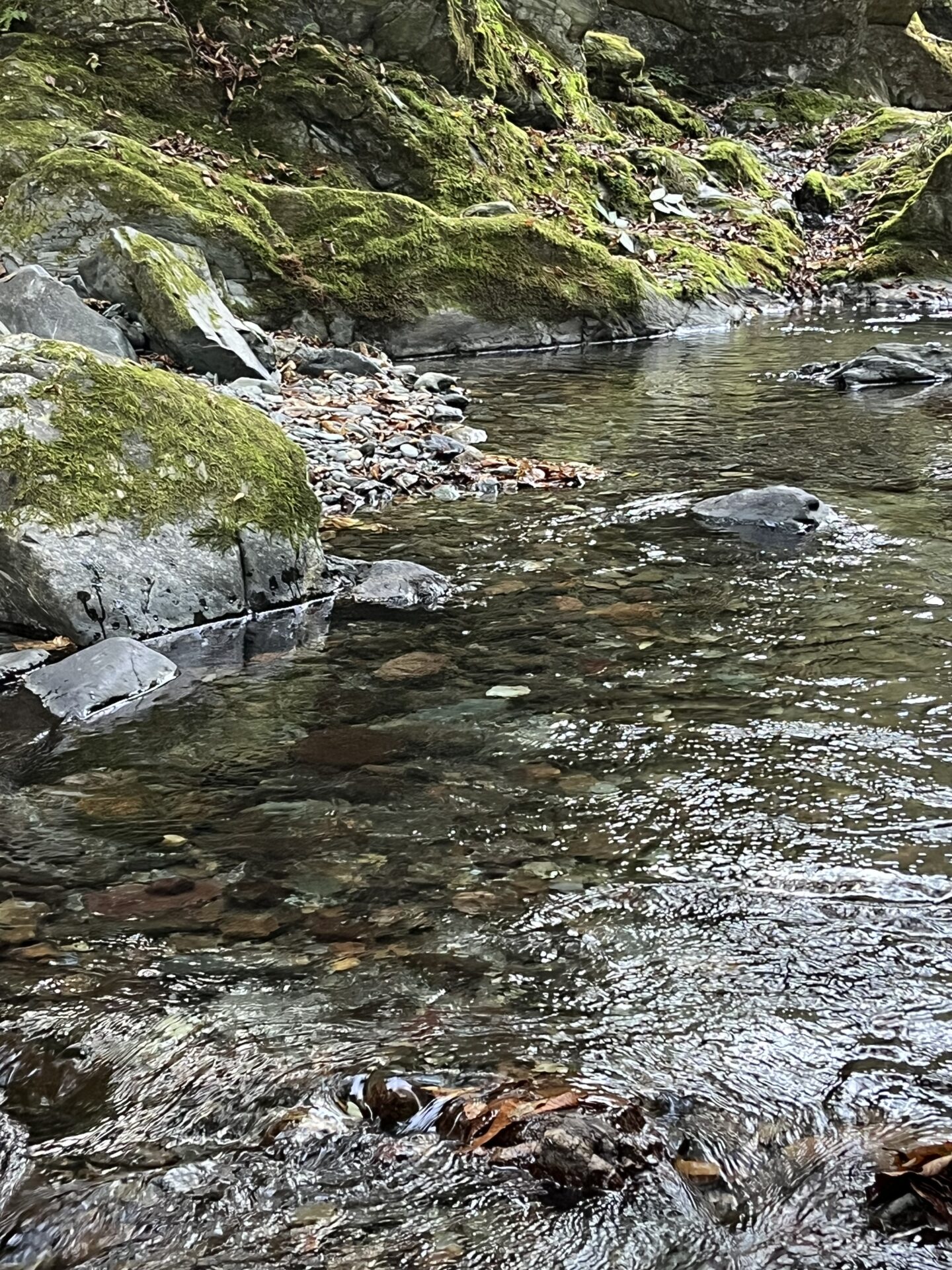 ポイント
岩魚
赤久縄
2025.10.29
15:09