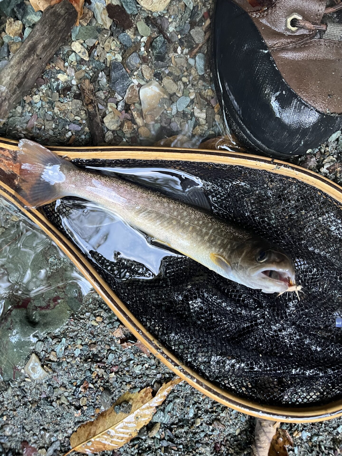 岩魚
赤久縄
2025.10.29
15:14