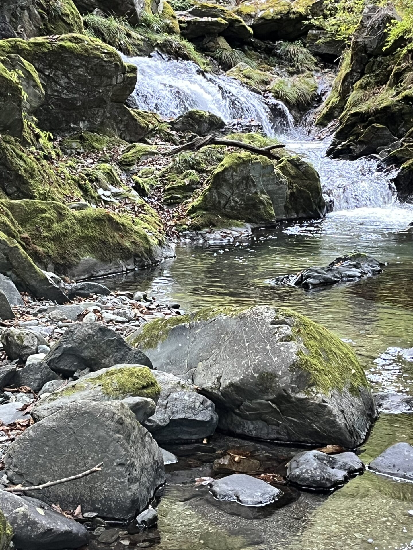 ポイント
岩魚
赤久縄
2025.10.29
15:14