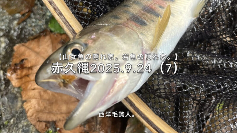 【フライフィッシング】白いウイングは、瀬で見ずらい。 