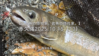 【フライフィッシング】赤ウイングは、視認性ナシ。 