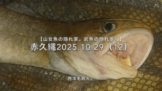 【フライフィッシング】偶然でも1匹は、1匹（笑）。 