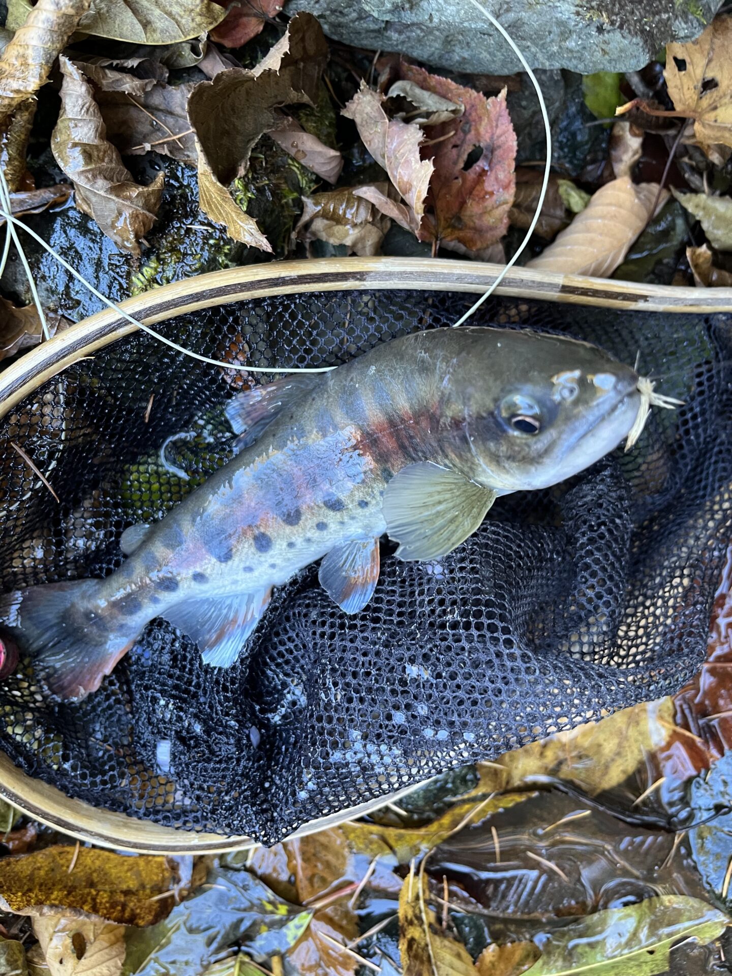 【山女魚の隠れ家。岩魚の隠れ家。】
赤久縄
2025.11.12(1)
山女魚