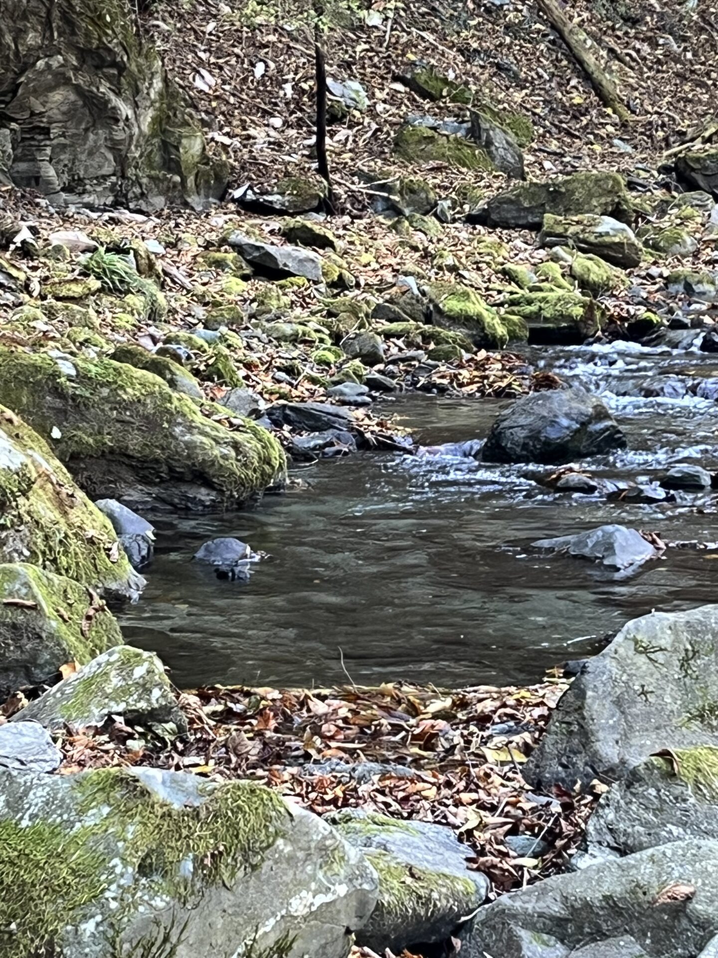 ポイント
【山女魚の隠れ家。岩魚の隠れ家。】
赤久縄
2025.11.12(1)
山女魚