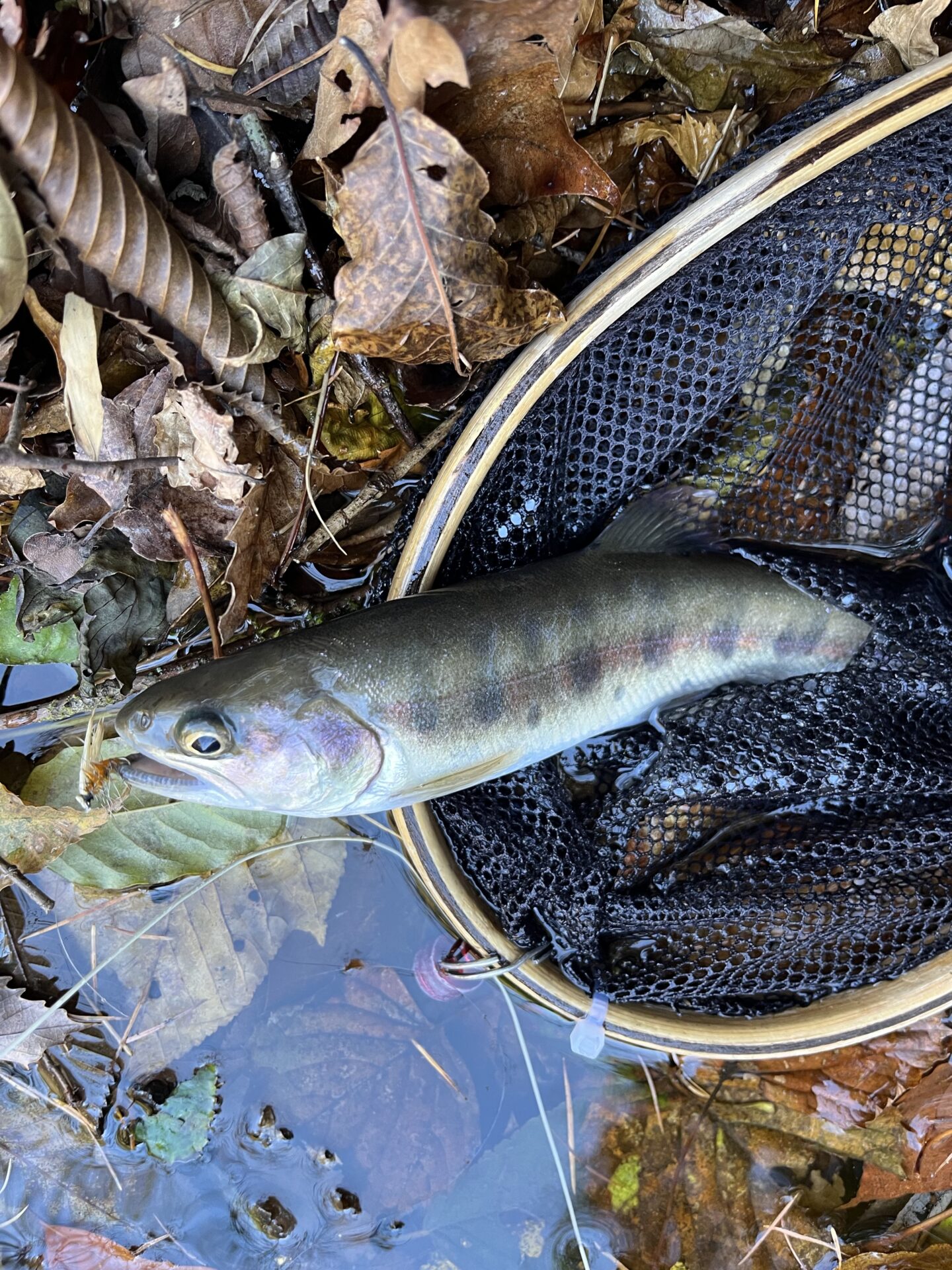 【山女魚の隠れ家。岩魚の隠れ家。】
赤久縄
2025.11.12(2)
山女魚
