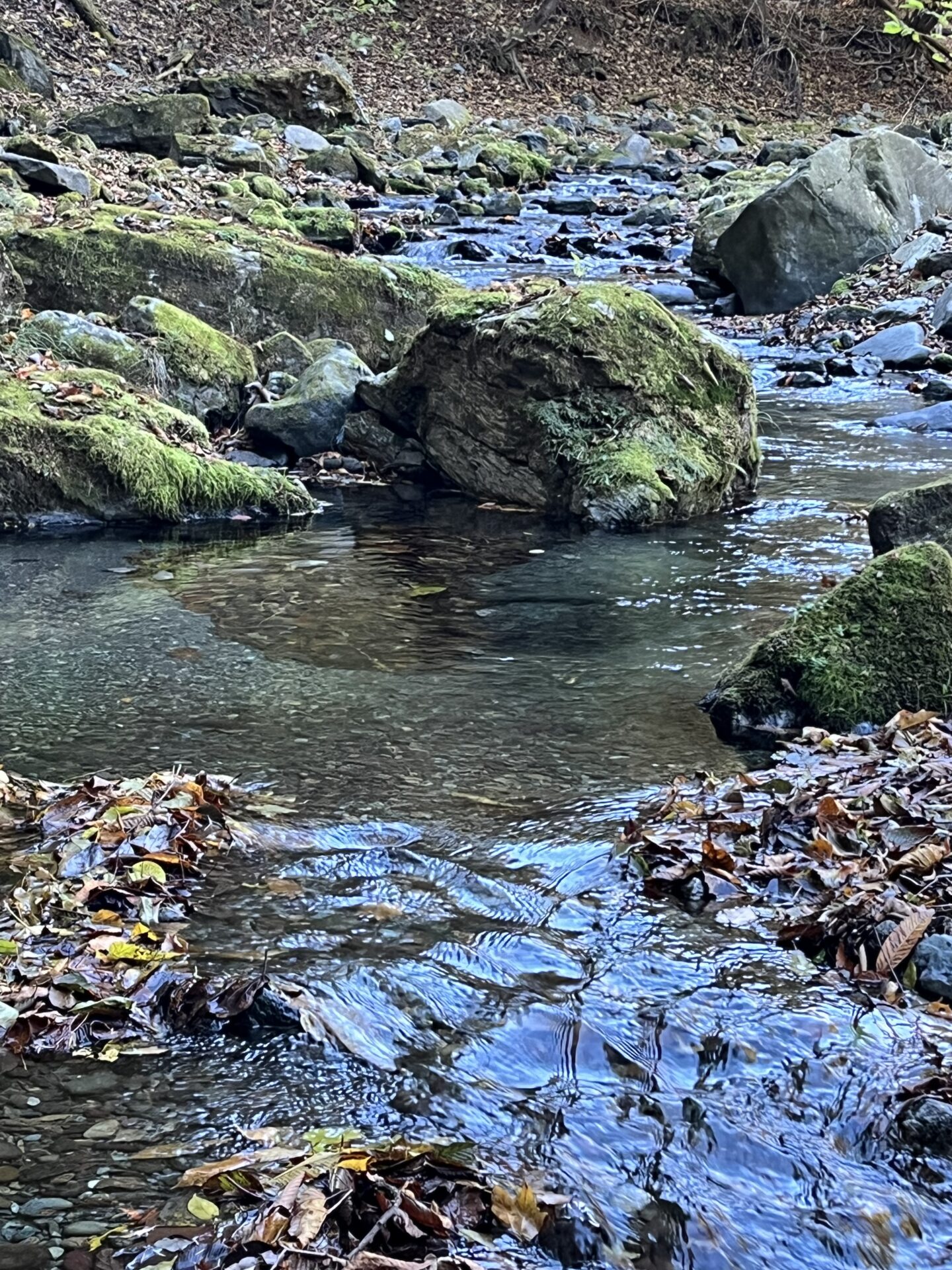 ポイント
【山女魚の隠れ家。岩魚の隠れ家。】
赤久縄
2025.11.12(2)
山女魚