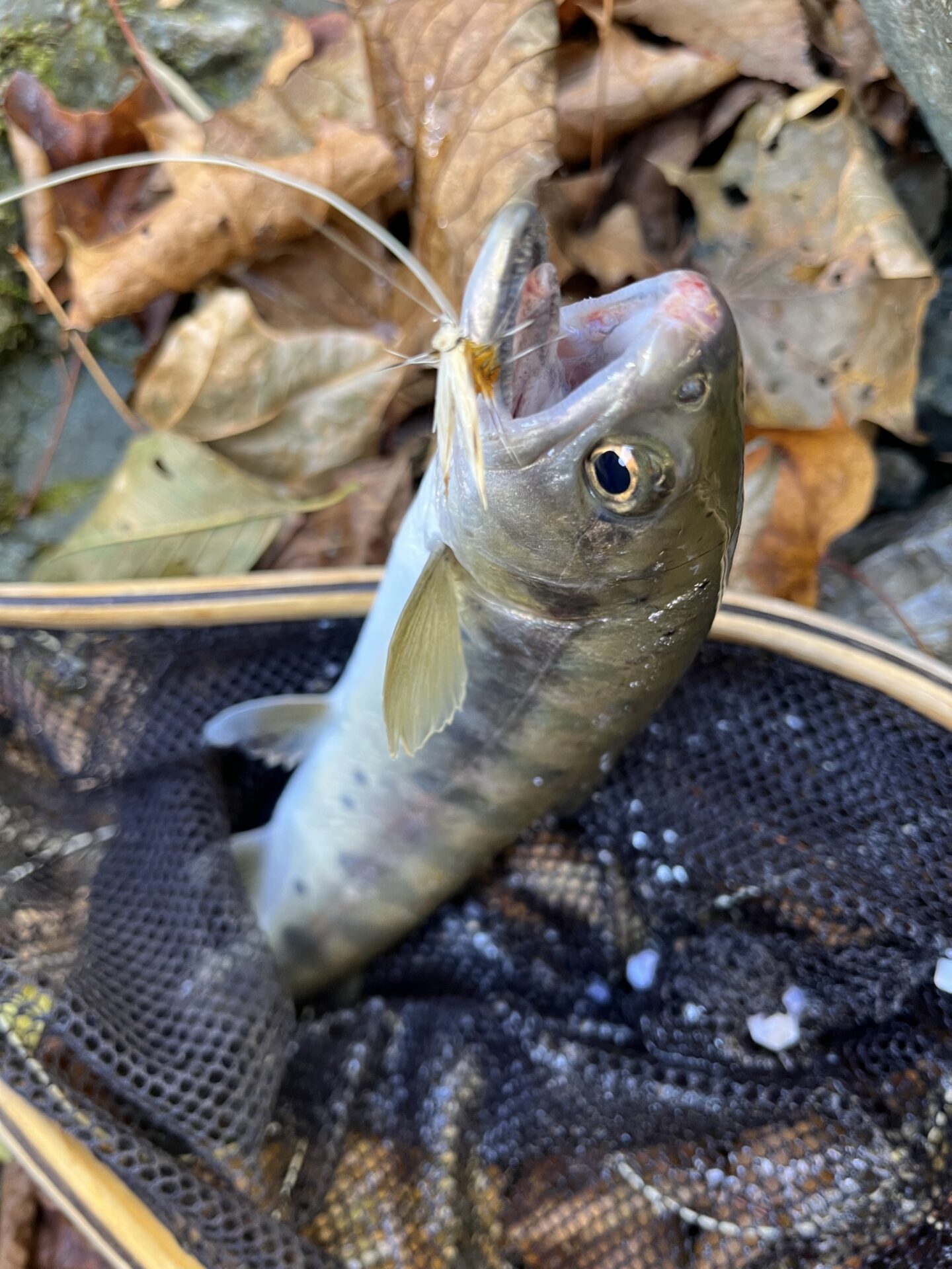 【山女魚の隠れ家。岩魚の隠れ家。】
赤久縄
2025.11.12(3)
山女魚