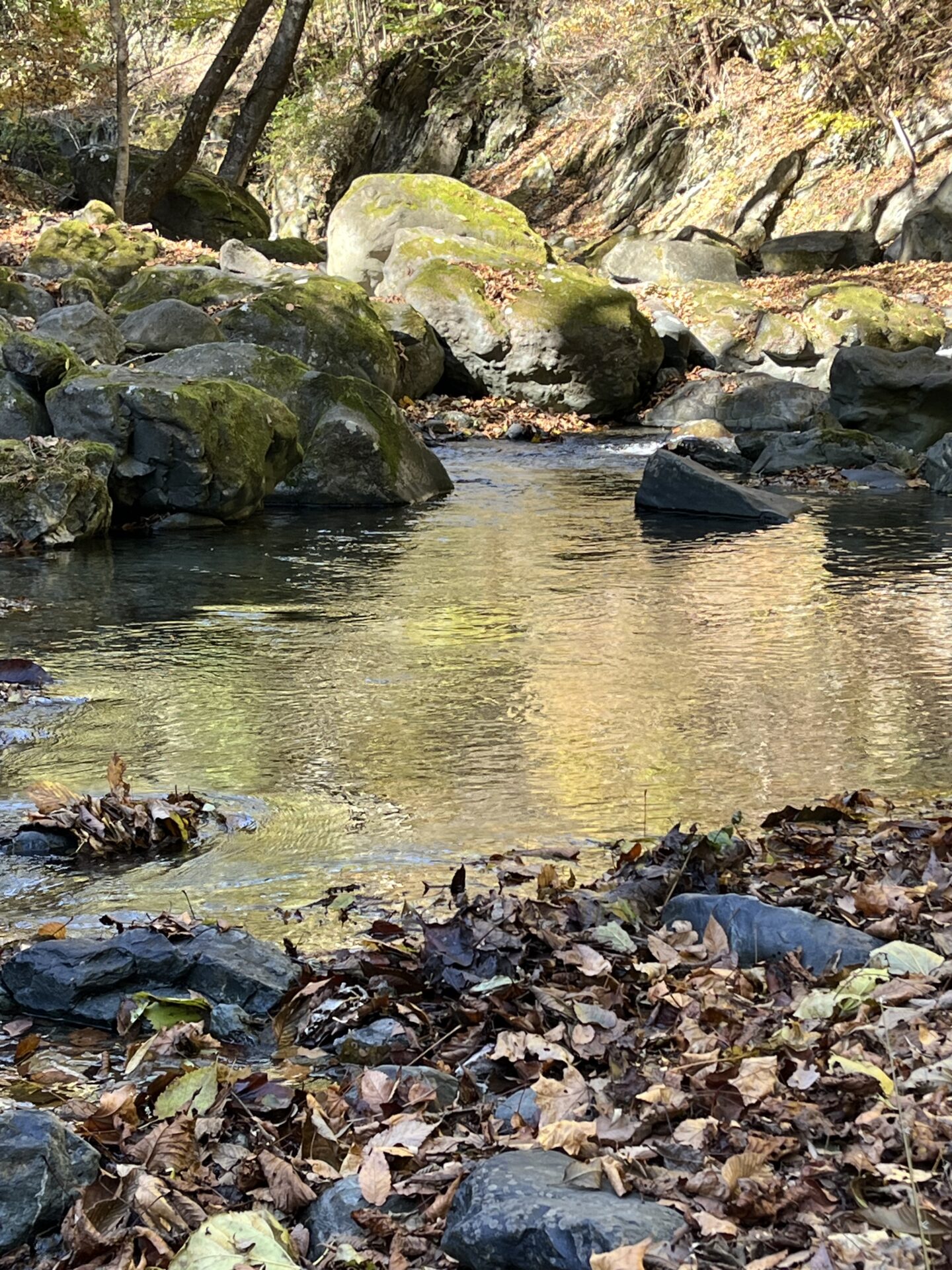 ポイント
【山女魚の隠れ家。岩魚の隠れ家。】
赤久縄
2025.11.12(3)
山女魚