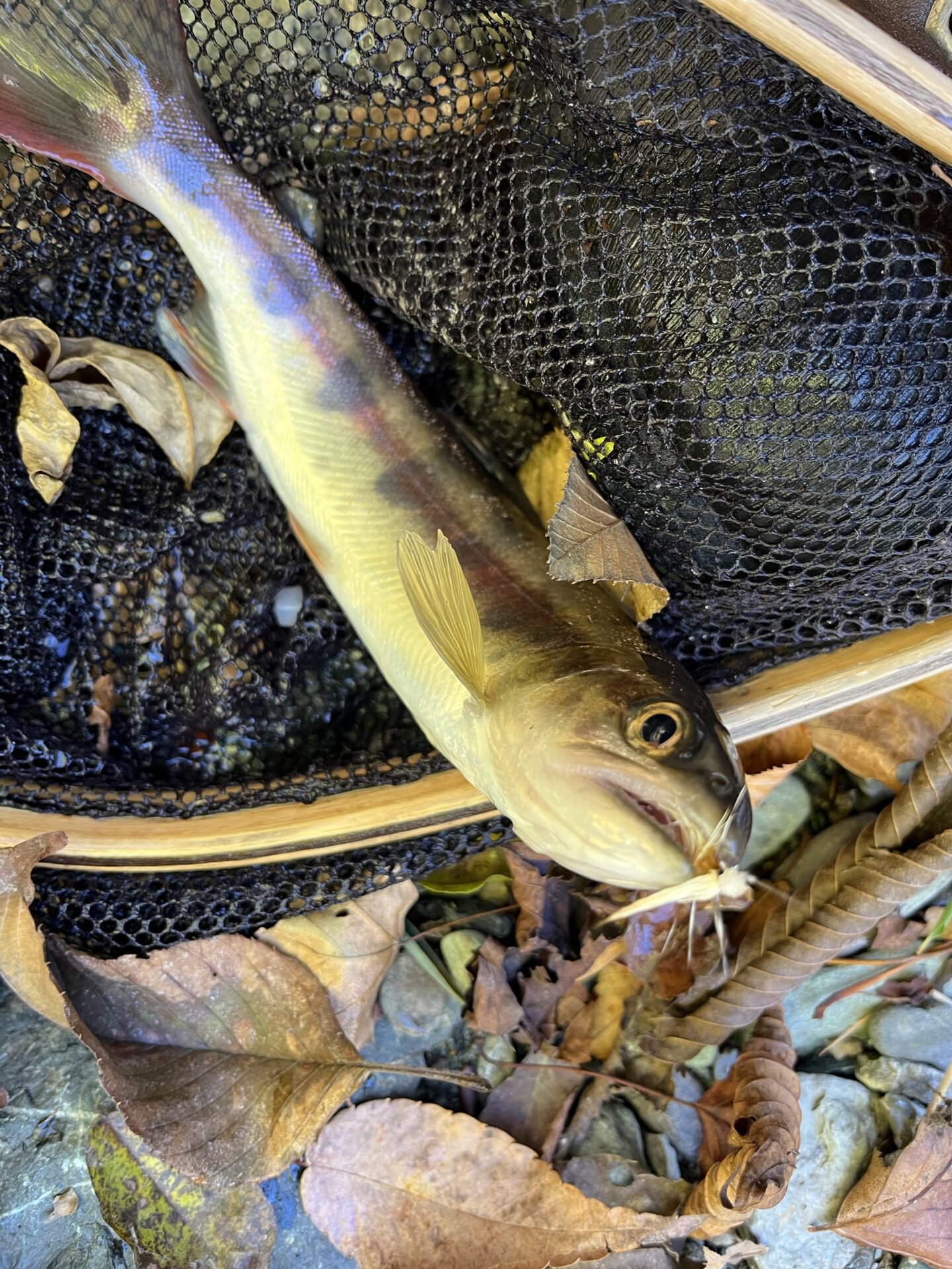 【山女魚の隠れ家。岩魚の隠れ家。】
赤久縄
2025.11.12(4)
山女魚