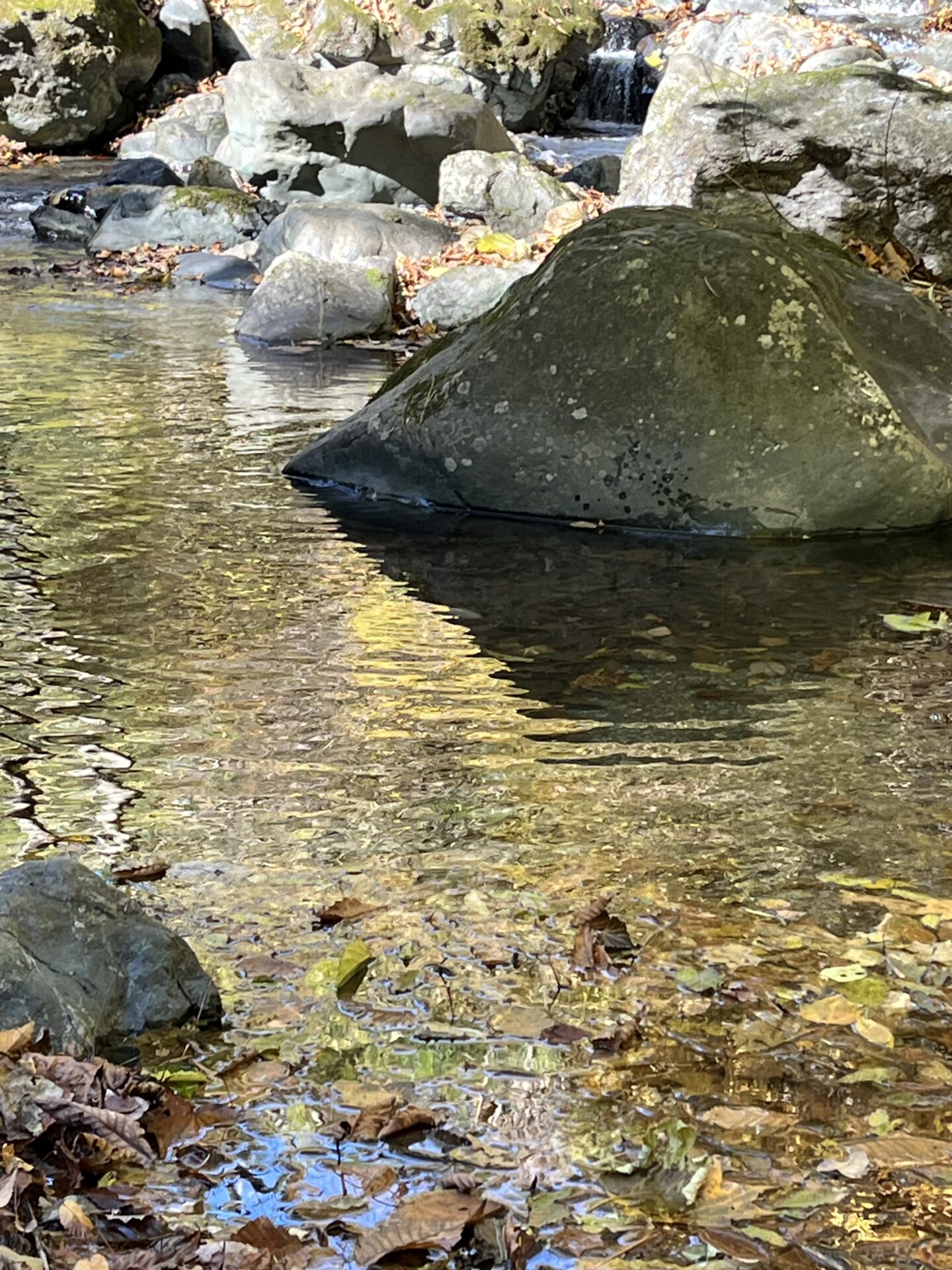 ポイント
【山女魚の隠れ家。岩魚の隠れ家。】
赤久縄
2025.11.12(4)
山女魚
