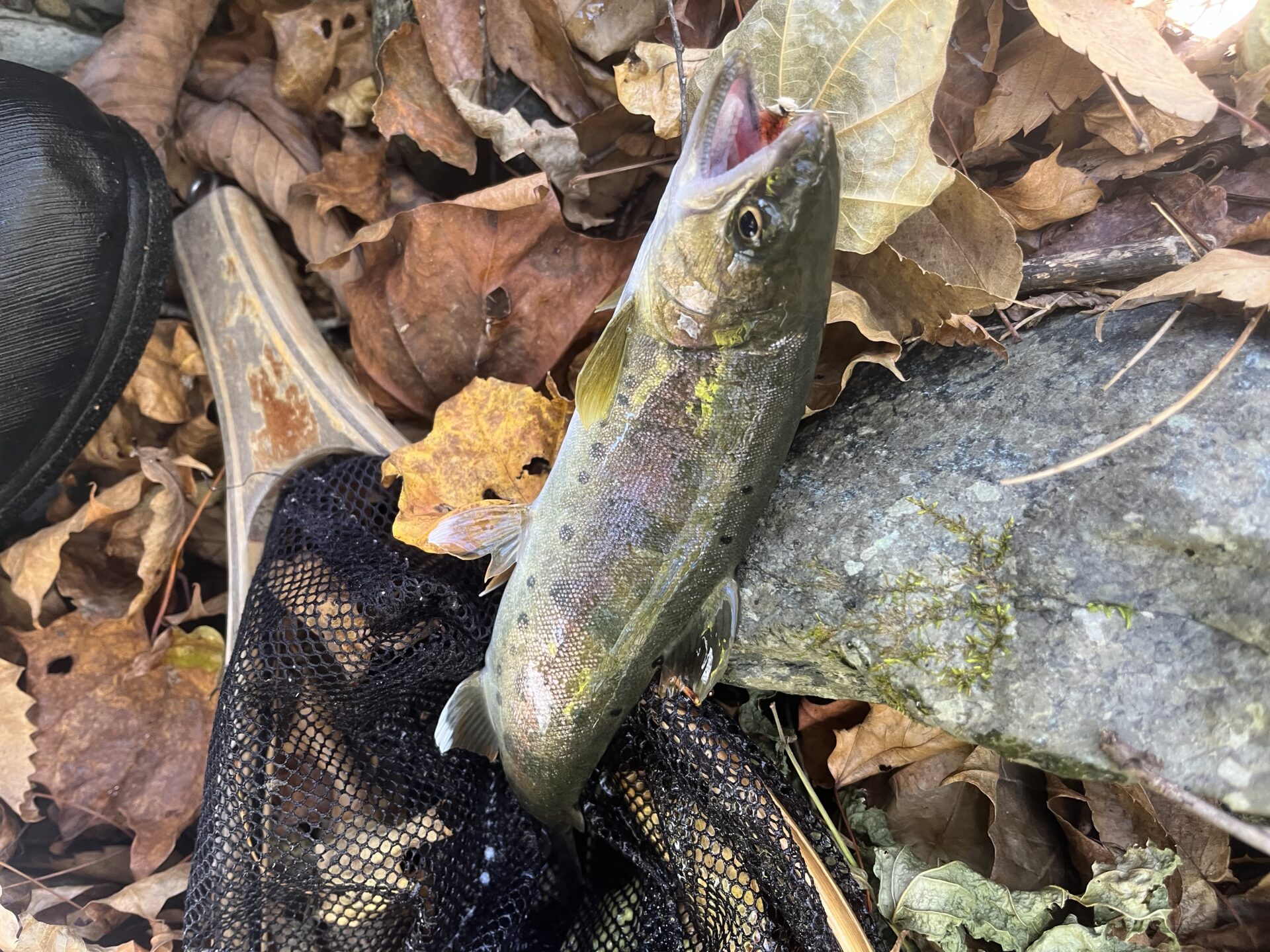 【山女魚の隠れ家。岩魚の隠れ家。】
赤久縄
2025.11.12(5)
山女魚