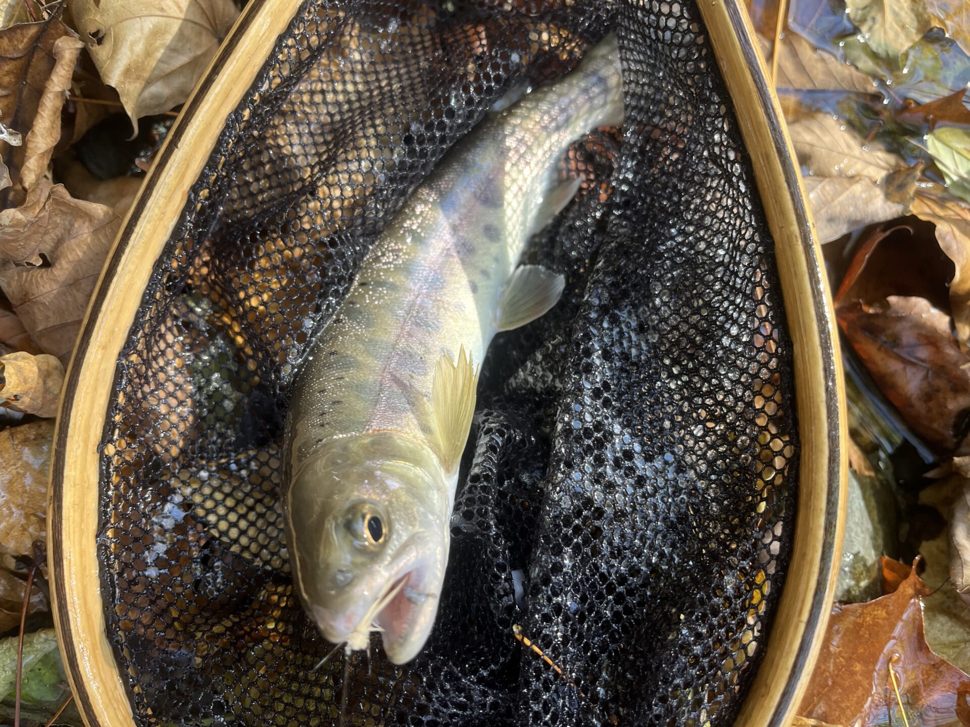 【山女魚の隠れ家。岩魚の隠れ家。】
赤久縄
2025.11.12(6)
山女魚