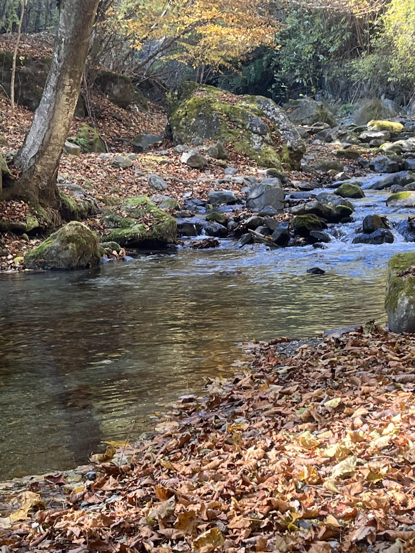 ポイント
【山女魚の隠れ家。岩魚の隠れ家。】
赤久縄
2025.11.12(6)
山女魚