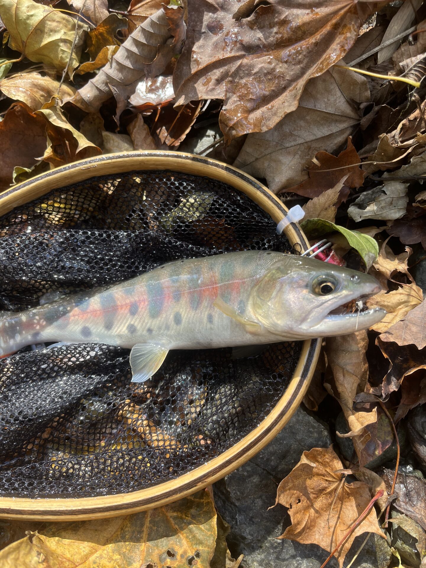 【山女魚の隠れ家。岩魚の隠れ家。】
赤久縄
2025.11.12(7)
山女魚