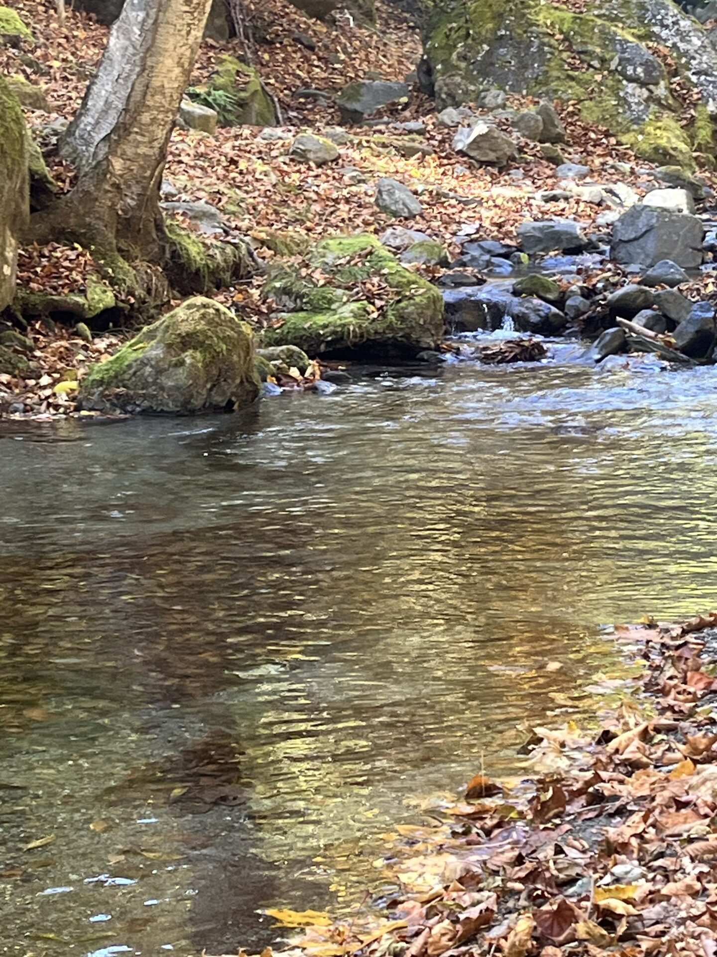ポイント
【山女魚の隠れ家。岩魚の隠れ家。】
赤久縄
2025.11.12(7)
山女魚