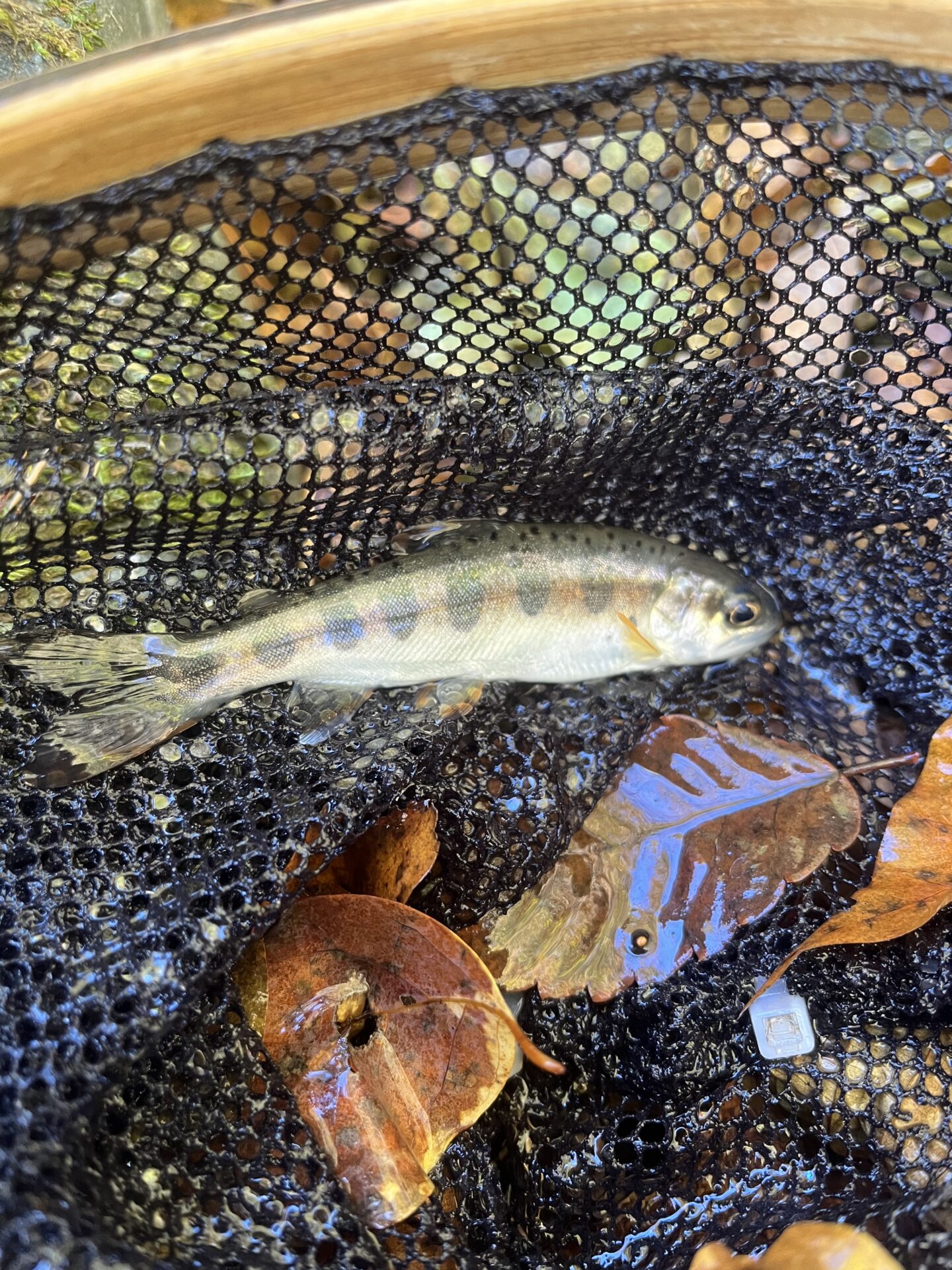 【山女魚の隠れ家。岩魚の隠れ家。】
赤久縄
2025.11.12(8)
山女魚