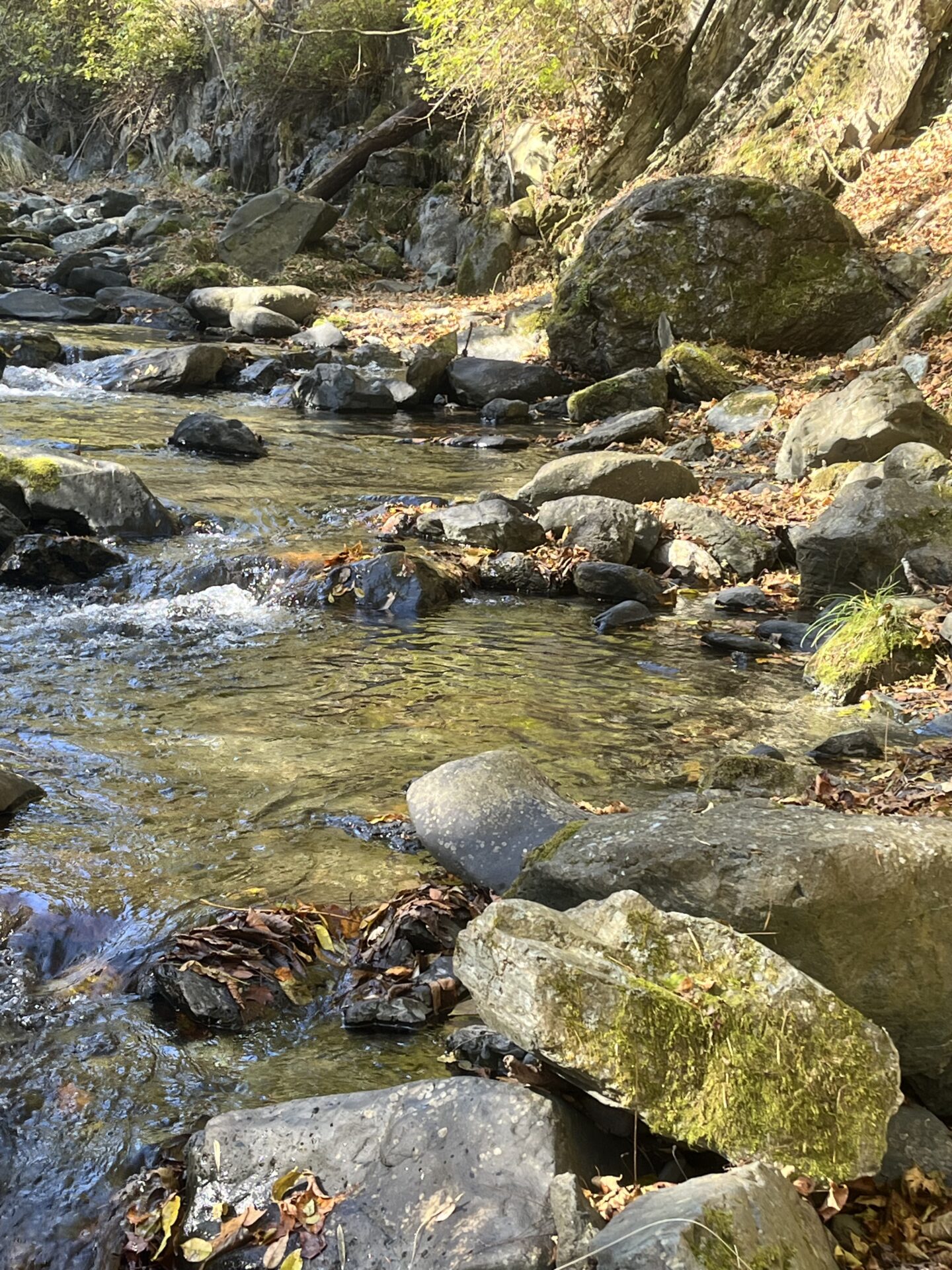 ポイント
【山女魚の隠れ家。岩魚の隠れ家。】
赤久縄
2025.11.12(8)
山女魚