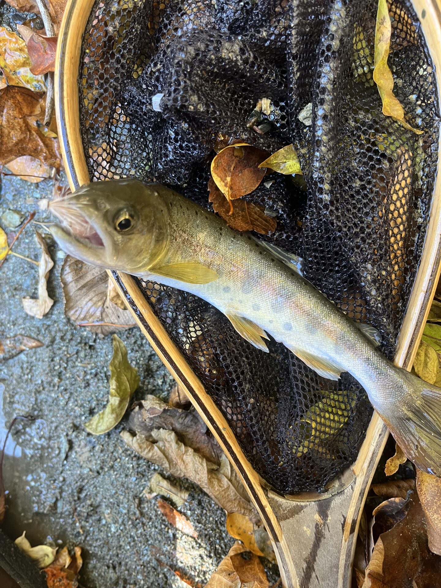【山女魚の隠れ家。岩魚の隠れ家。】
赤久縄
2025.11.12(9)
山女魚