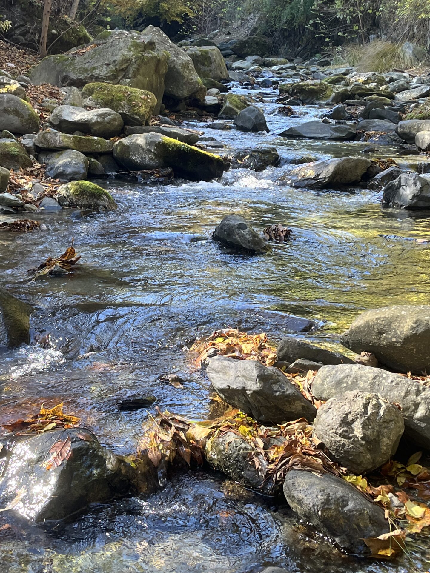 ポイント
【山女魚の隠れ家。岩魚の隠れ家。】
赤久縄
2025.11.12(9)
山女魚