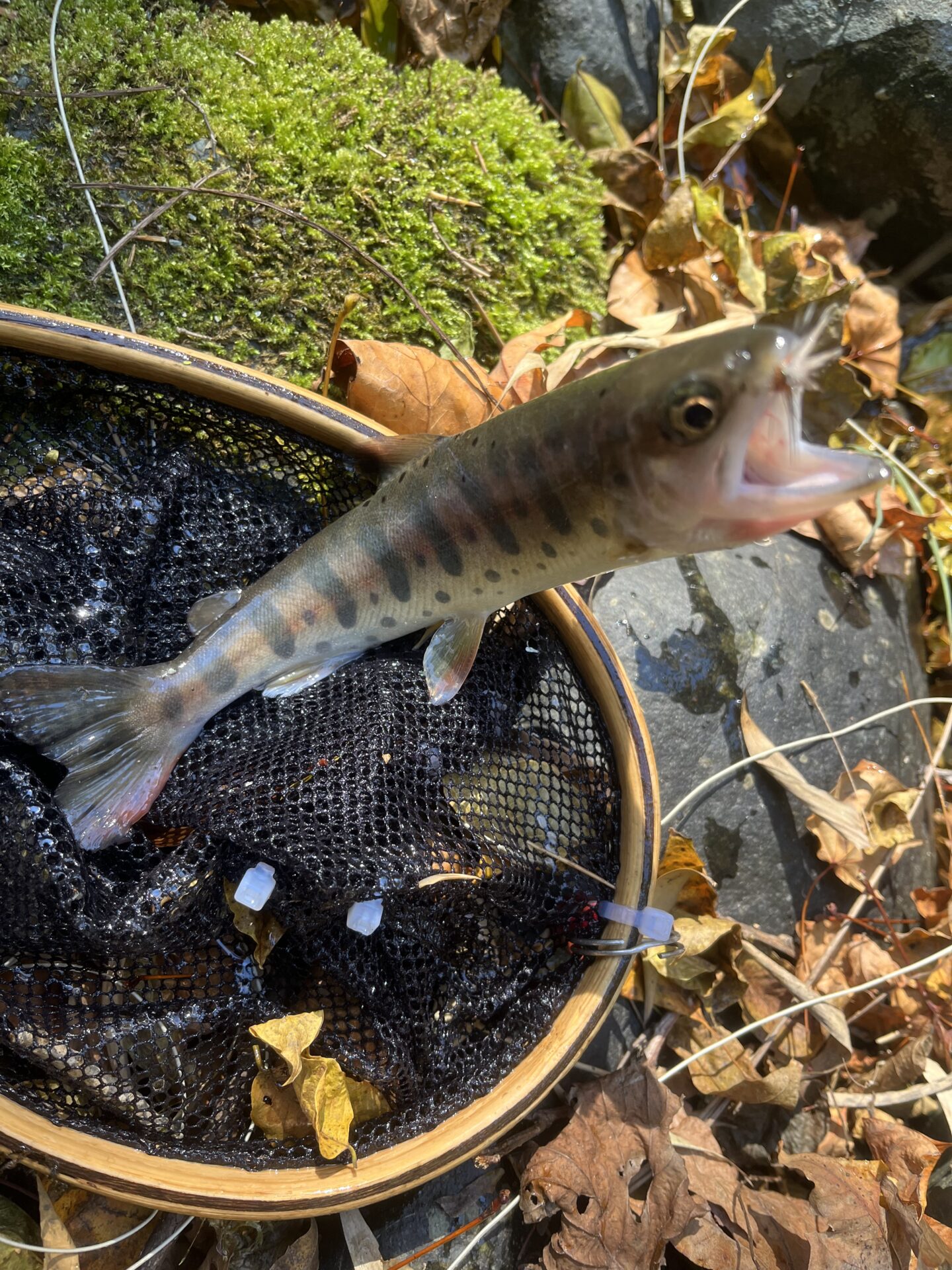 【山女魚の隠れ家。岩魚の隠れ家。】
赤久縄
2025.11.12(10)
山女魚