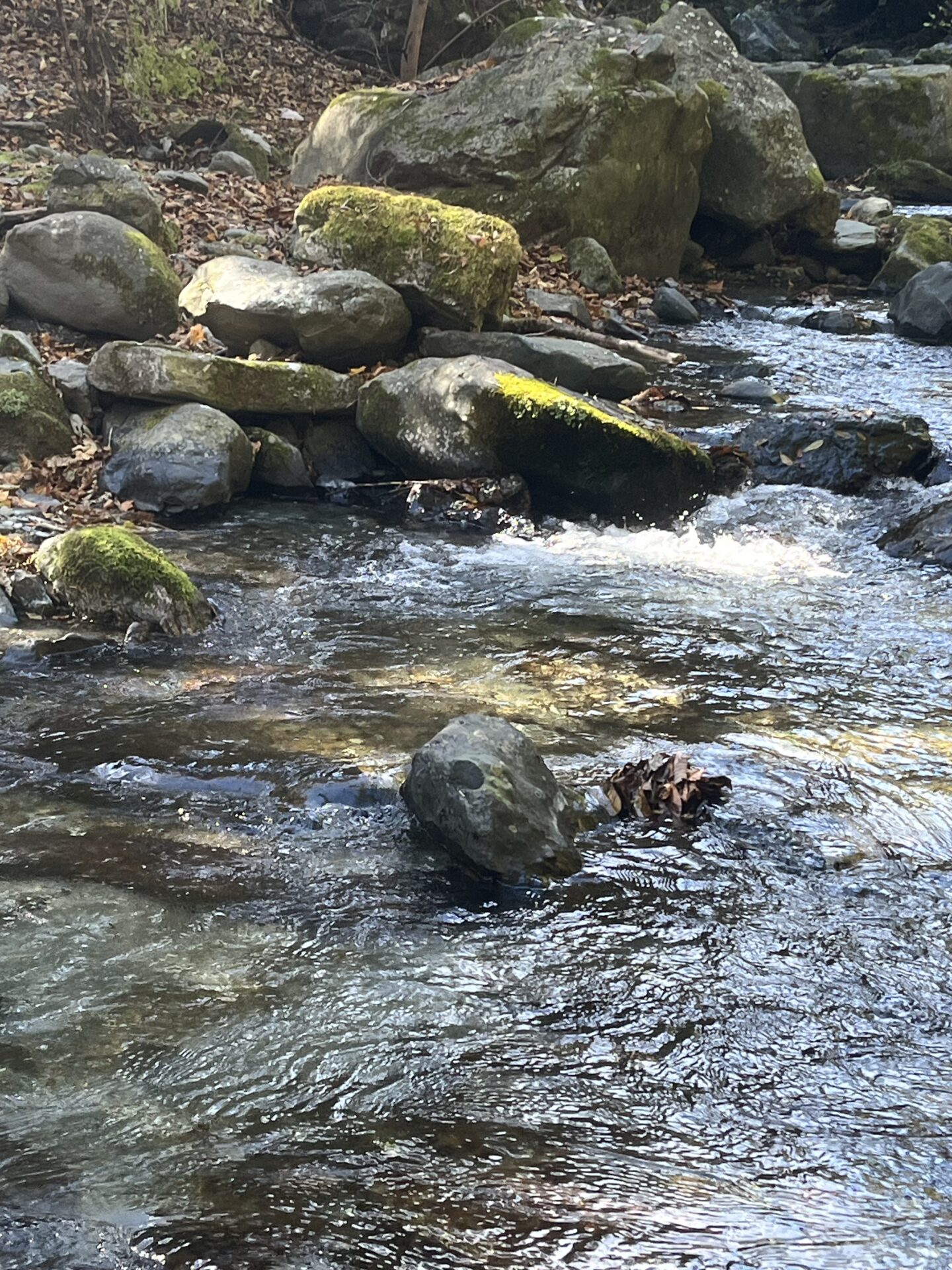 ポイント
【山女魚の隠れ家。岩魚の隠れ家。】
赤久縄
2025.11.12(10)
山女魚