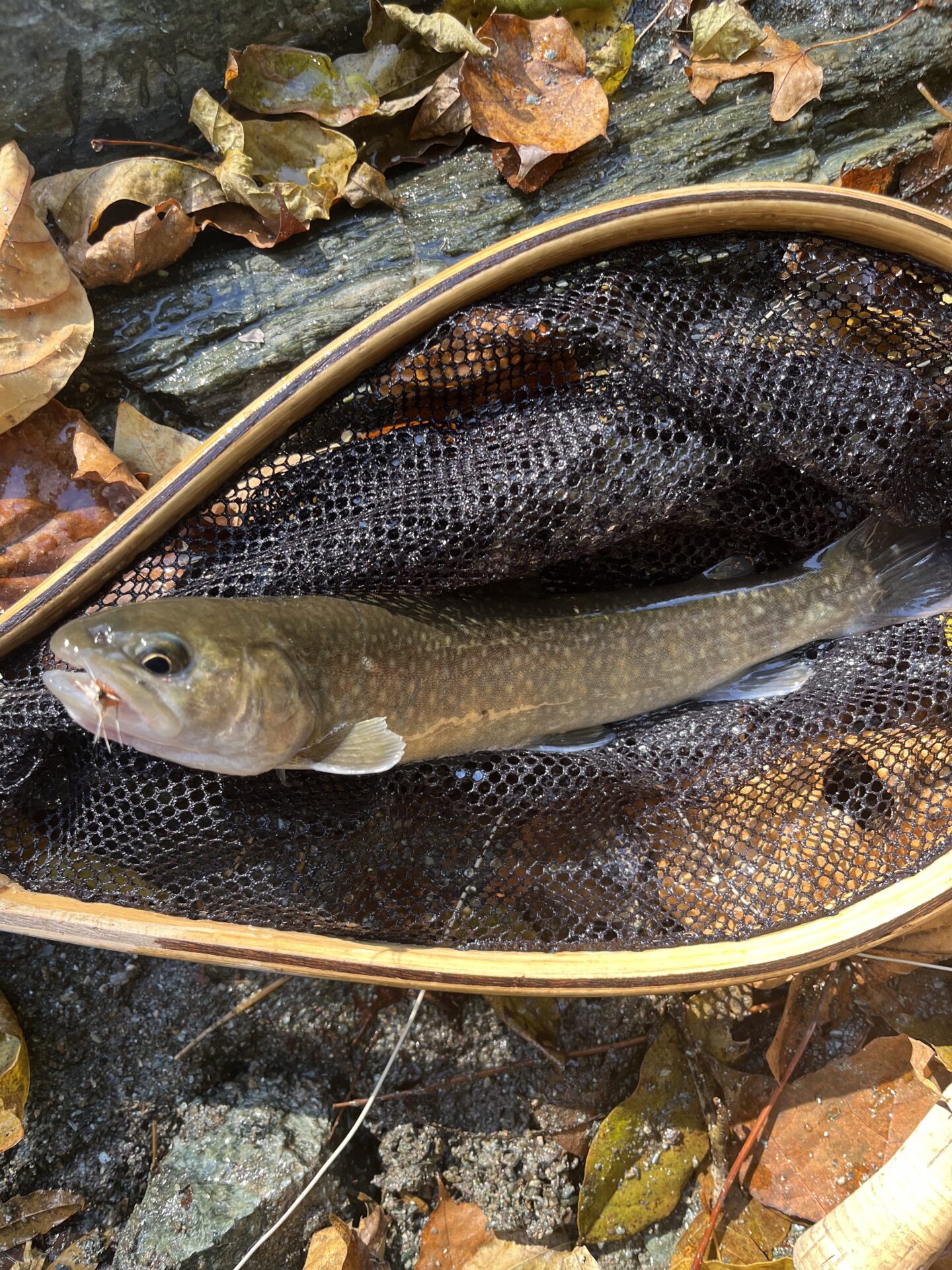 【山女魚の隠れ家。岩魚の隠れ家。】
赤久縄
2025.11.12(11)
岩魚
