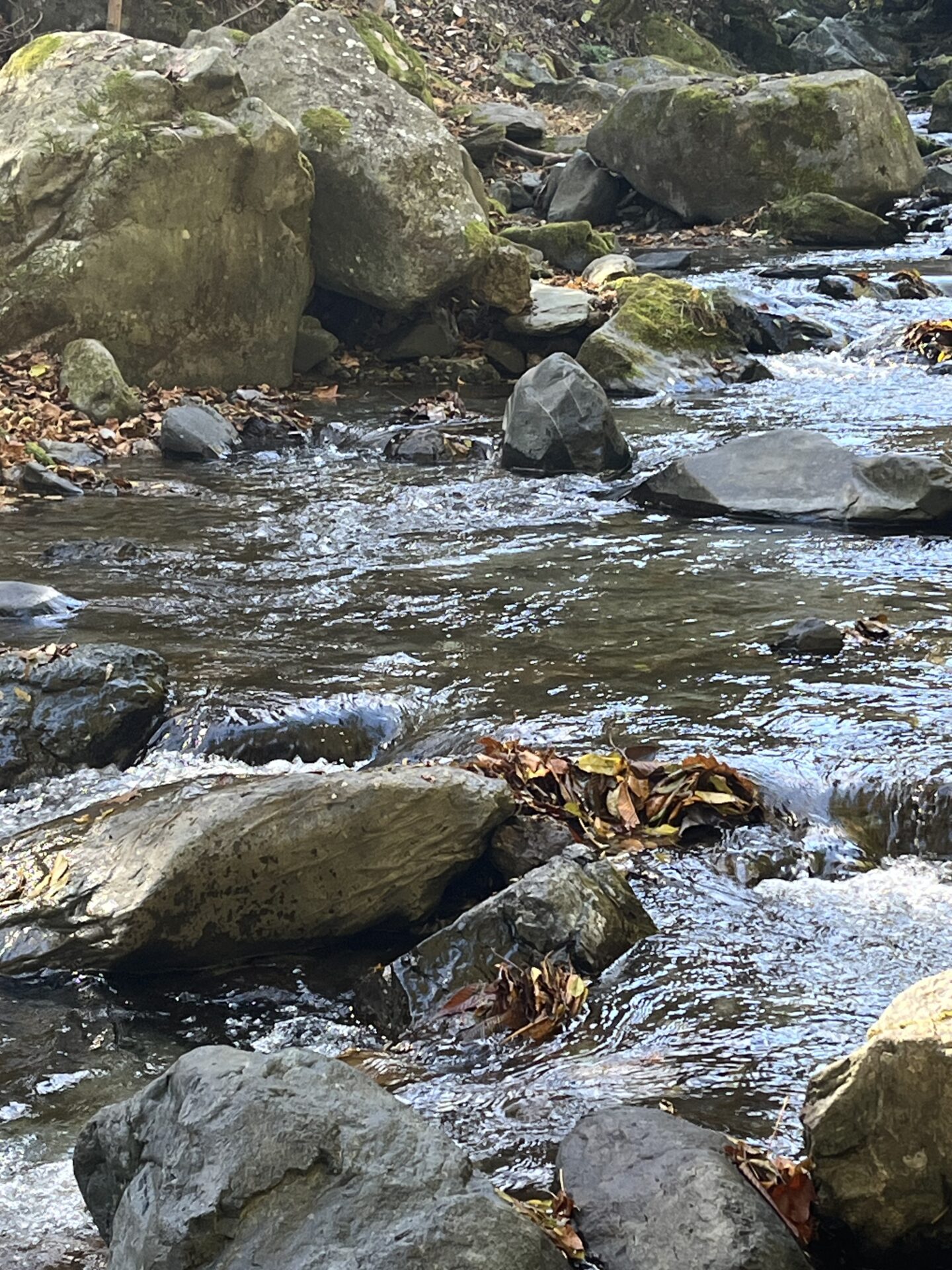 ポイント
【山女魚の隠れ家。岩魚の隠れ家。】
赤久縄
2025.11.12(11)
岩魚