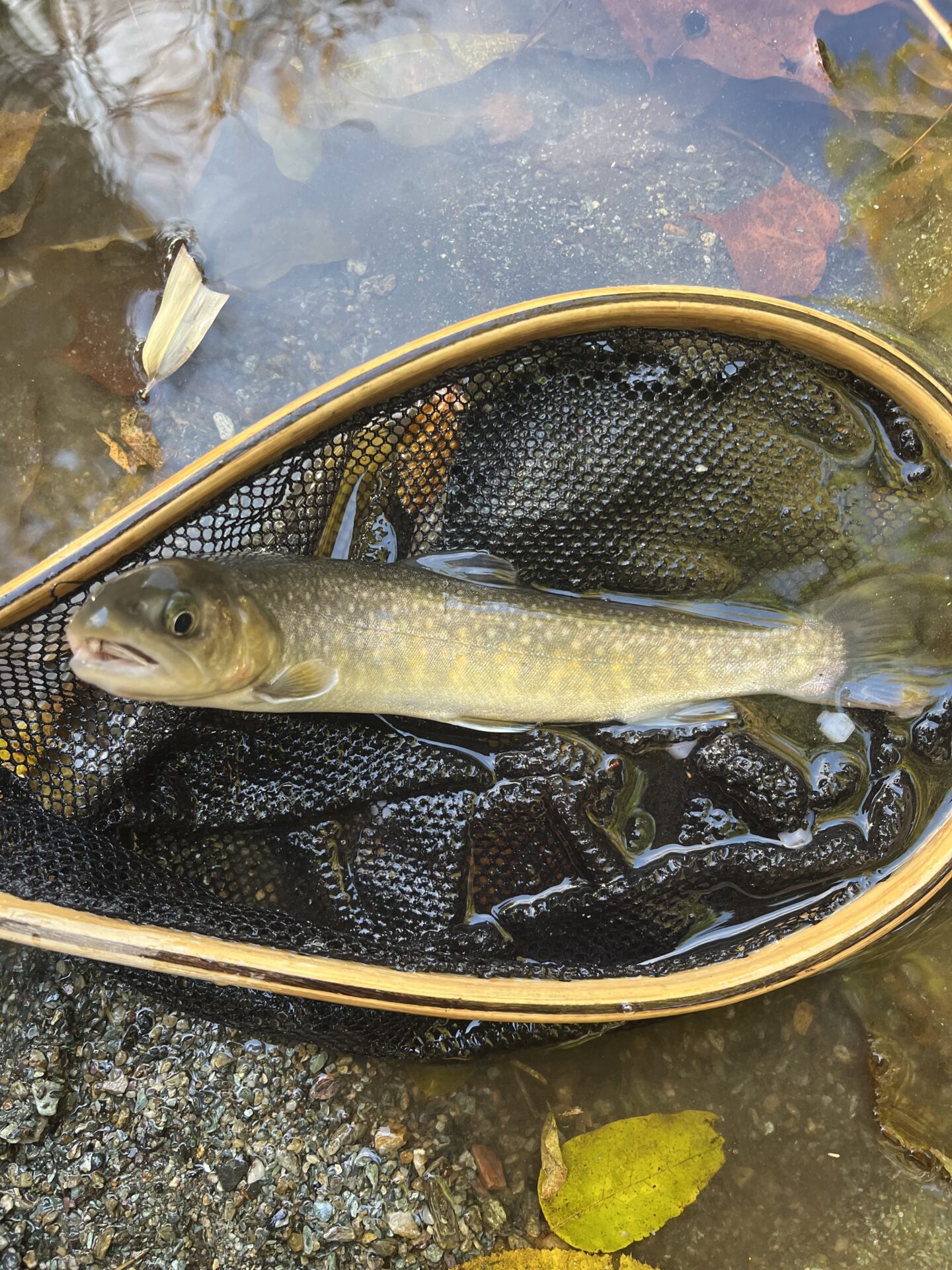 【山女魚の隠れ家。岩魚の隠れ家。】
赤久縄
2025.11.12(12)
岩魚