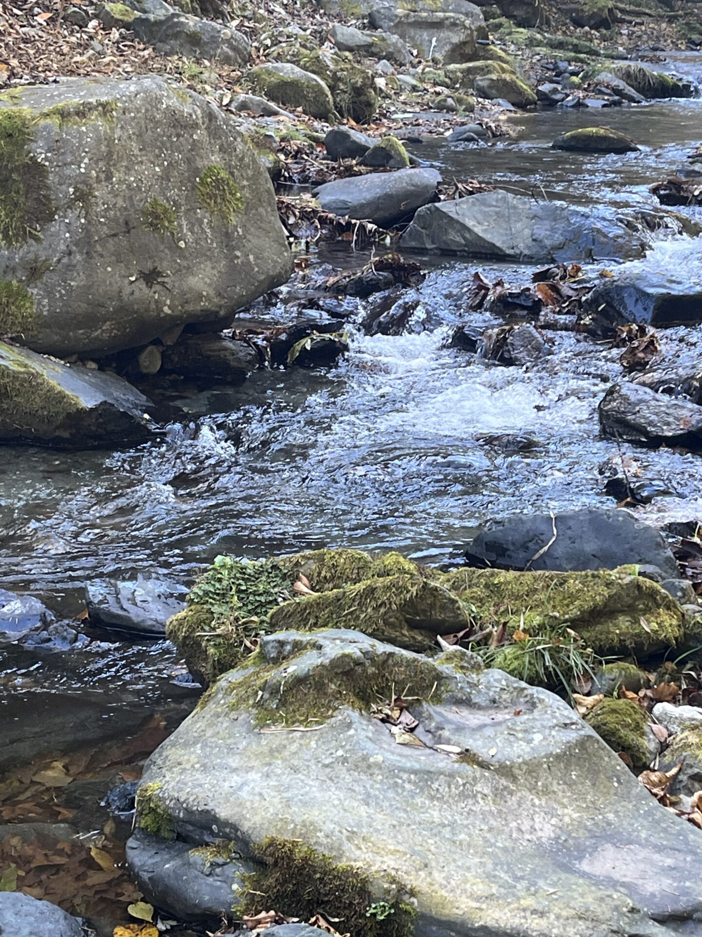 ポイント
【山女魚の隠れ家。岩魚の隠れ家。】
赤久縄
2025.11.12(12)
岩魚