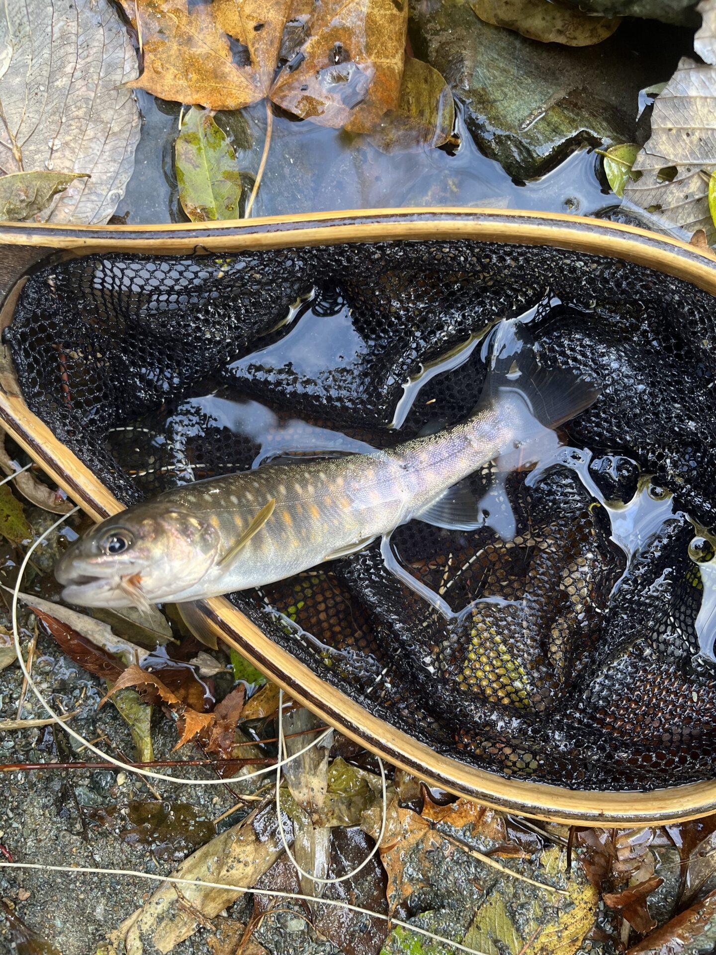 【山女魚の隠れ家。岩魚の隠れ家。】
赤久縄
2025.11.12(13)
岩魚