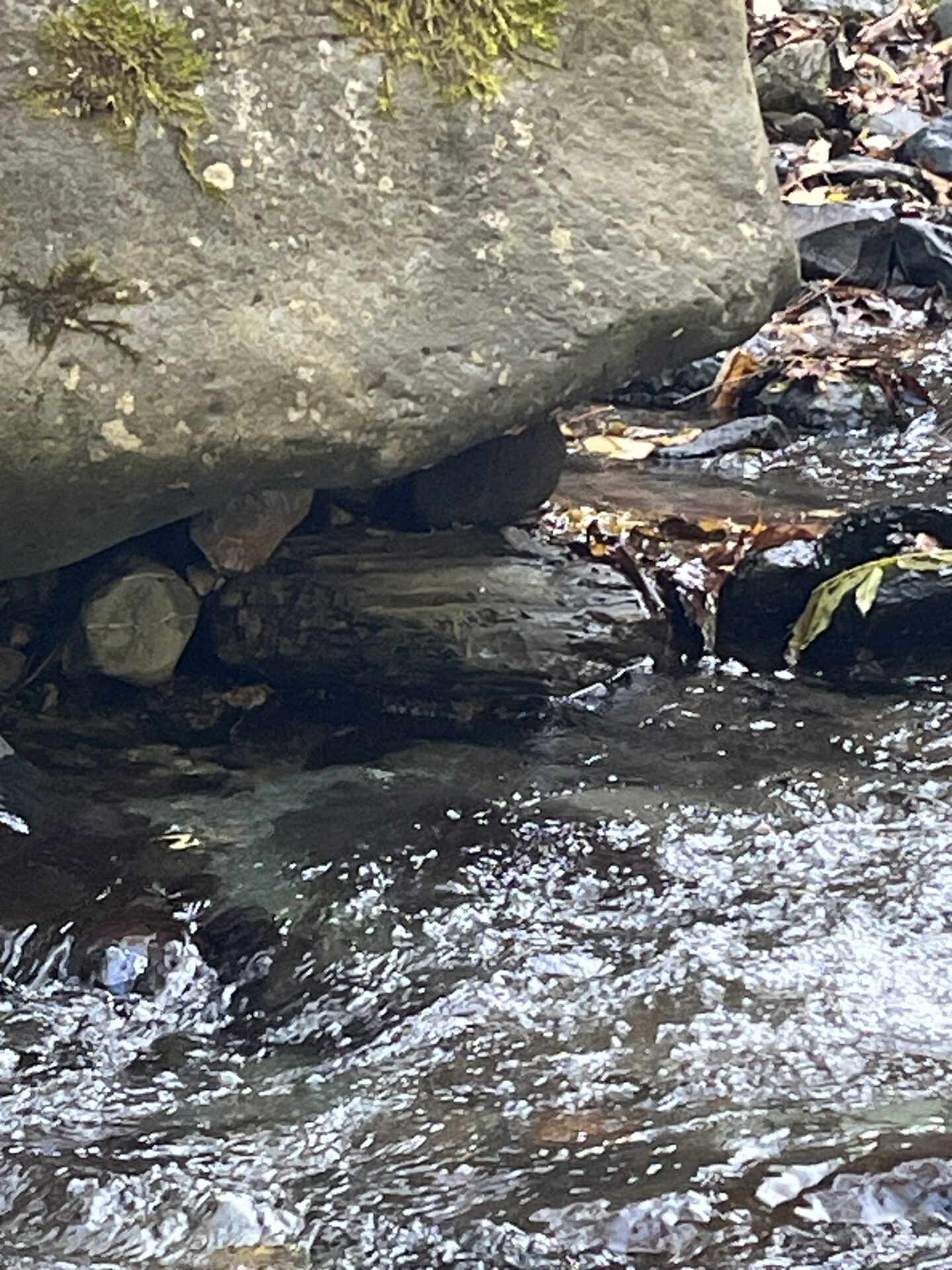 ポイント
【山女魚の隠れ家。岩魚の隠れ家。】
赤久縄
2025.11.12(13)
岩魚