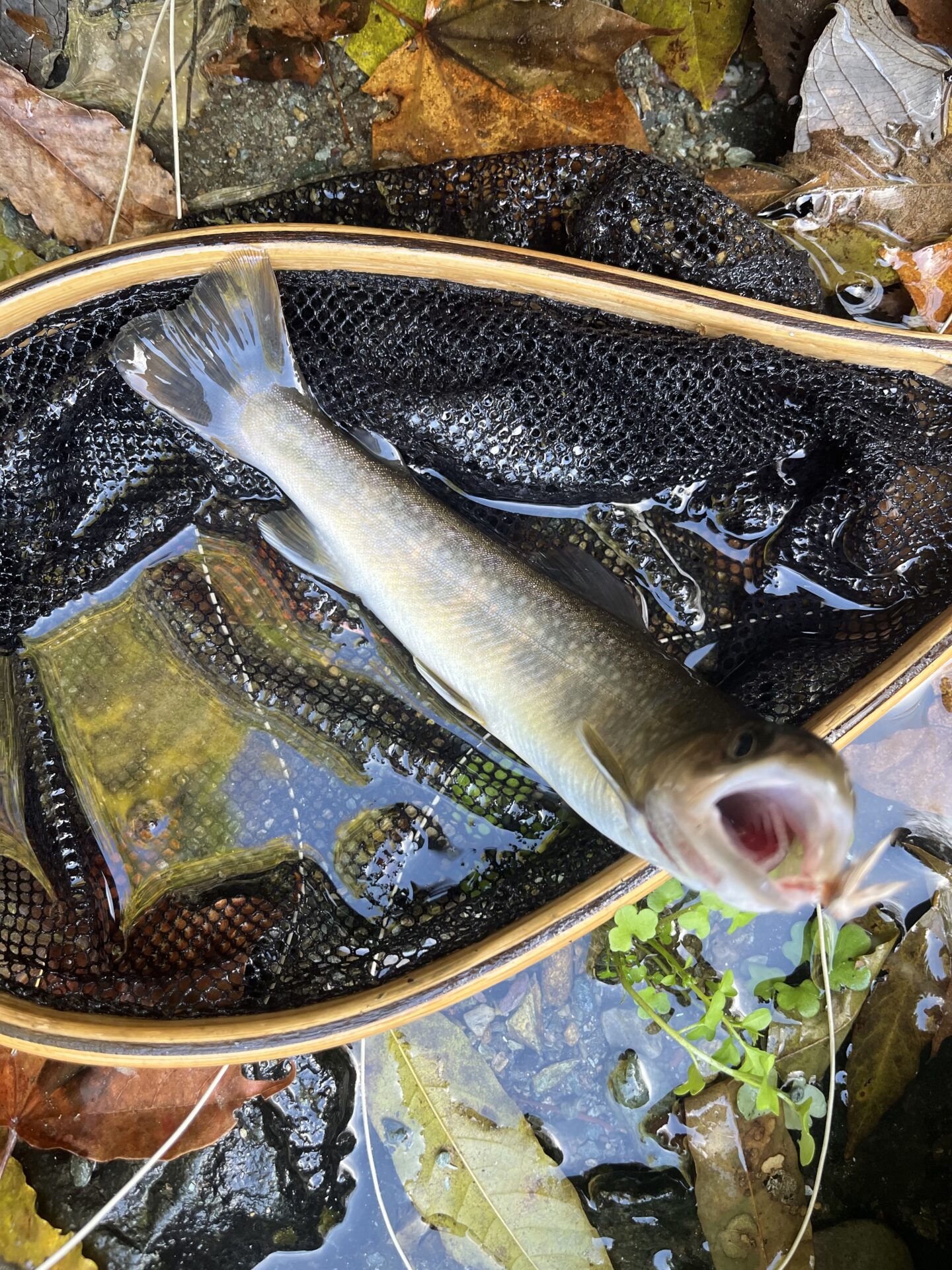 【山女魚の隠れ家。岩魚の隠れ家。】
赤久縄
2025.11.12(14)
岩魚