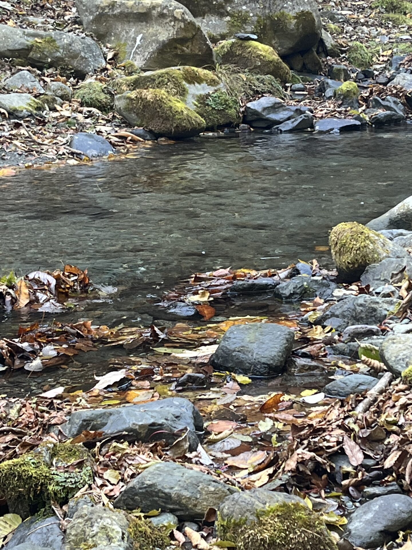 ポイント
【山女魚の隠れ家。岩魚の隠れ家。】
赤久縄
2025.11.12(14)
岩魚