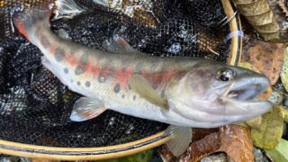 【釣果40匹山女魚31岩魚9】赤久縄2025.11.12 