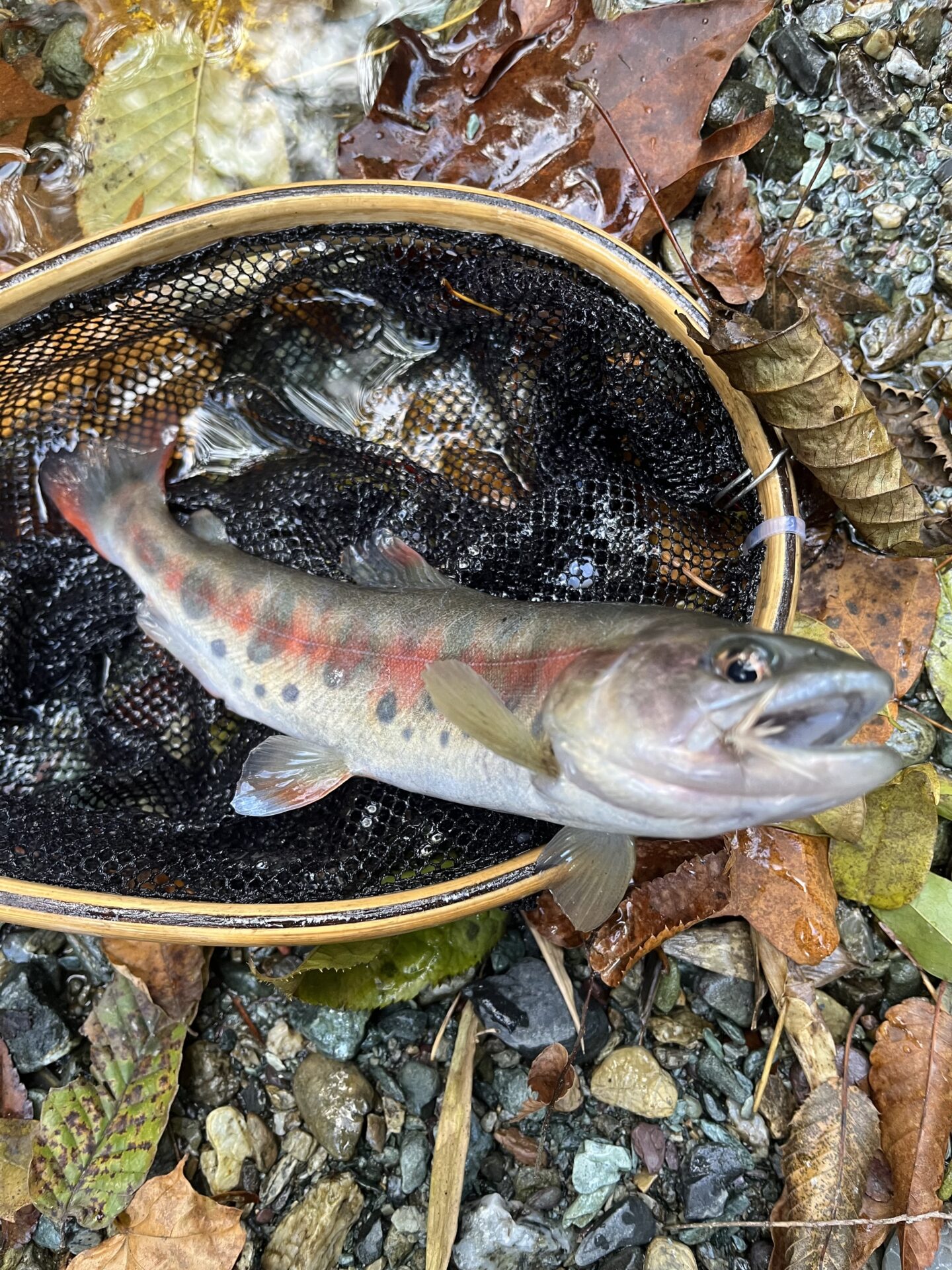 【山女魚の隠れ家。岩魚の隠れ家。】
赤久縄
2025.11.12(15)
山女魚