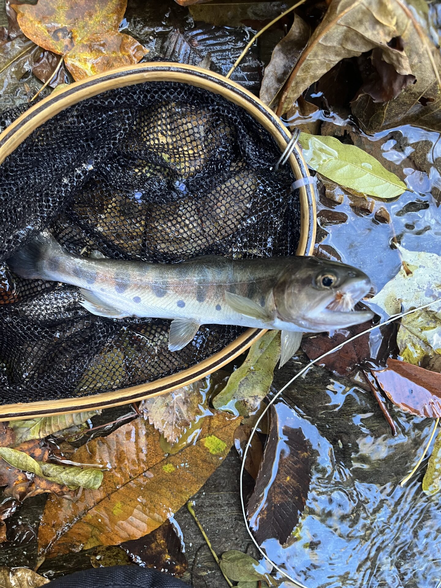 【山女魚の隠れ家。岩魚の隠れ家。】
赤久縄
2025.11.12(16)
山女魚