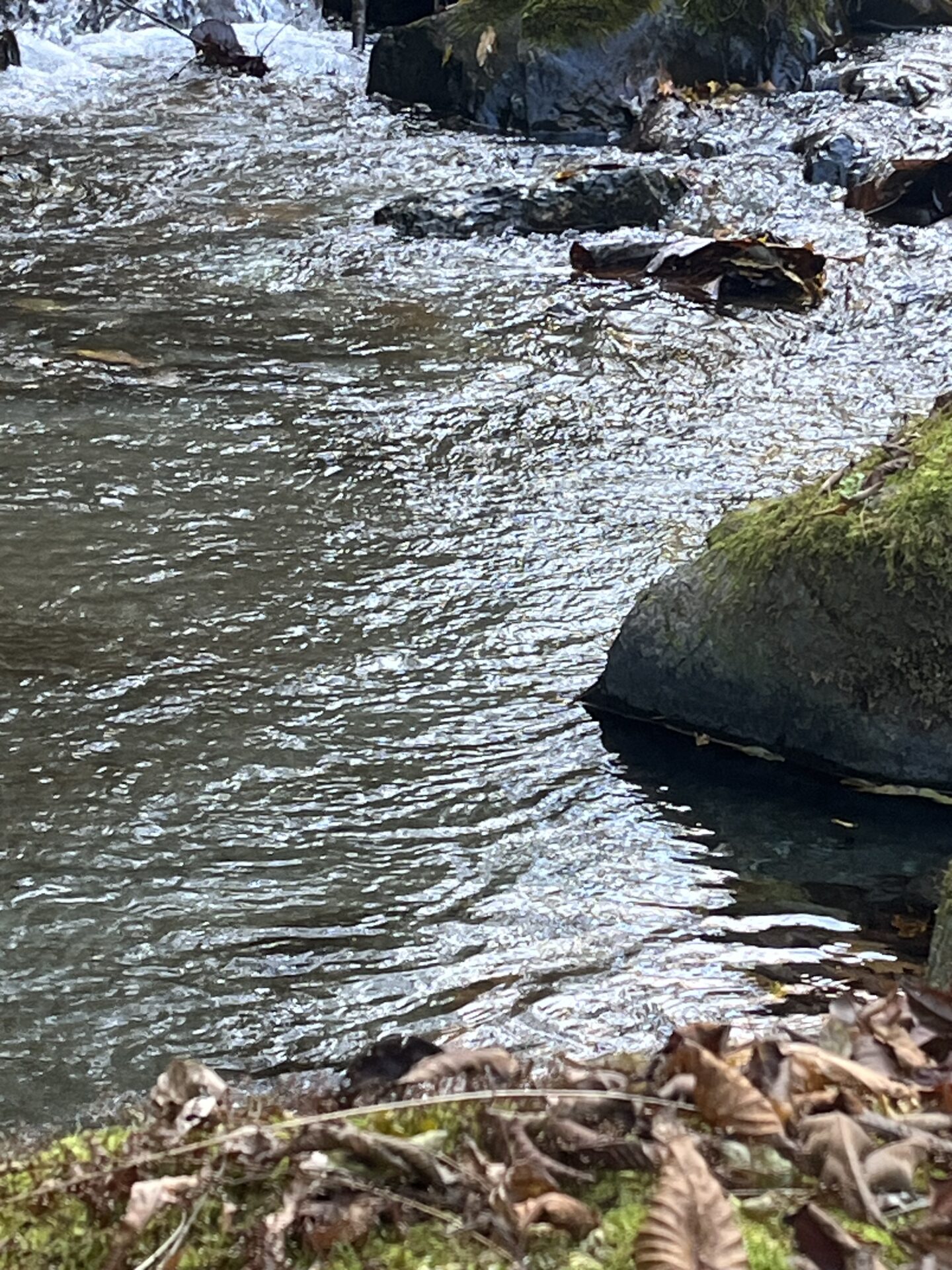 ポイント
【山女魚の隠れ家。岩魚の隠れ家。】
赤久縄
2025.11.12(16)
山女魚