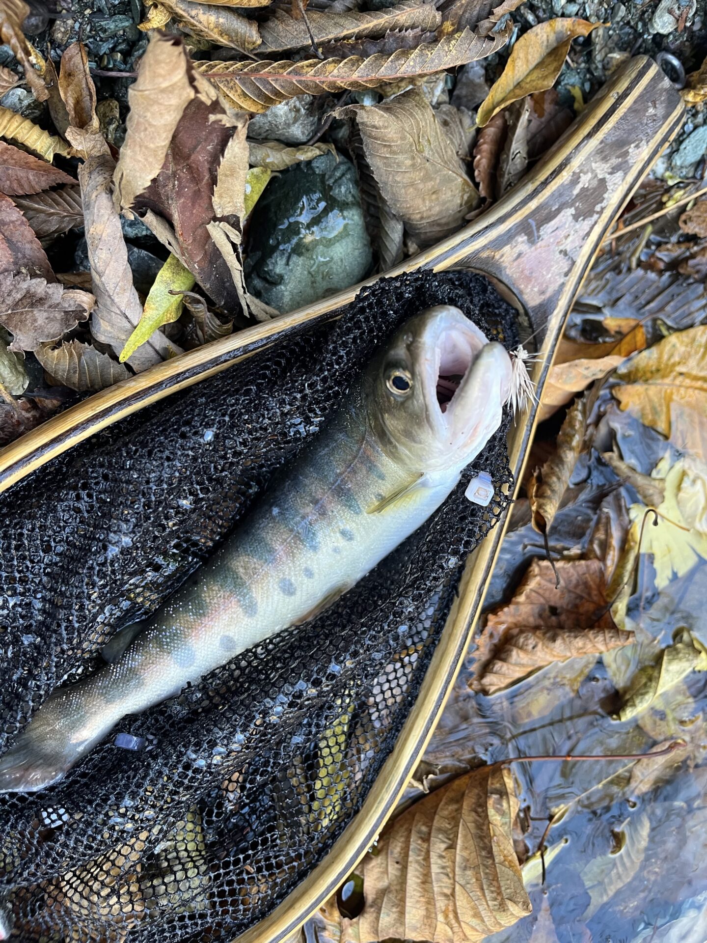 【山女魚の隠れ家。岩魚の隠れ家。】
赤久縄
2025.11.12(17)
山女魚