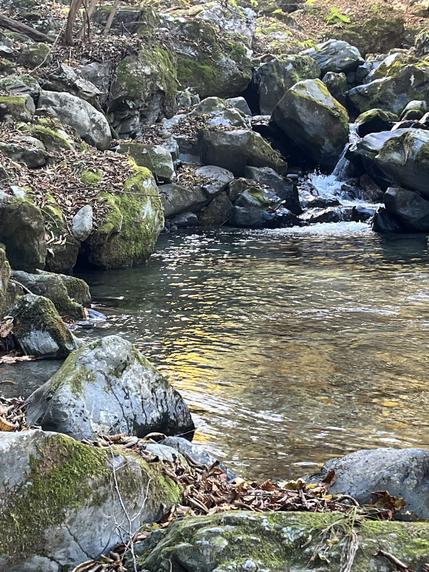 ポイント
【山女魚の隠れ家。岩魚の隠れ家。】
赤久縄
2025.11.12(17)
山女魚