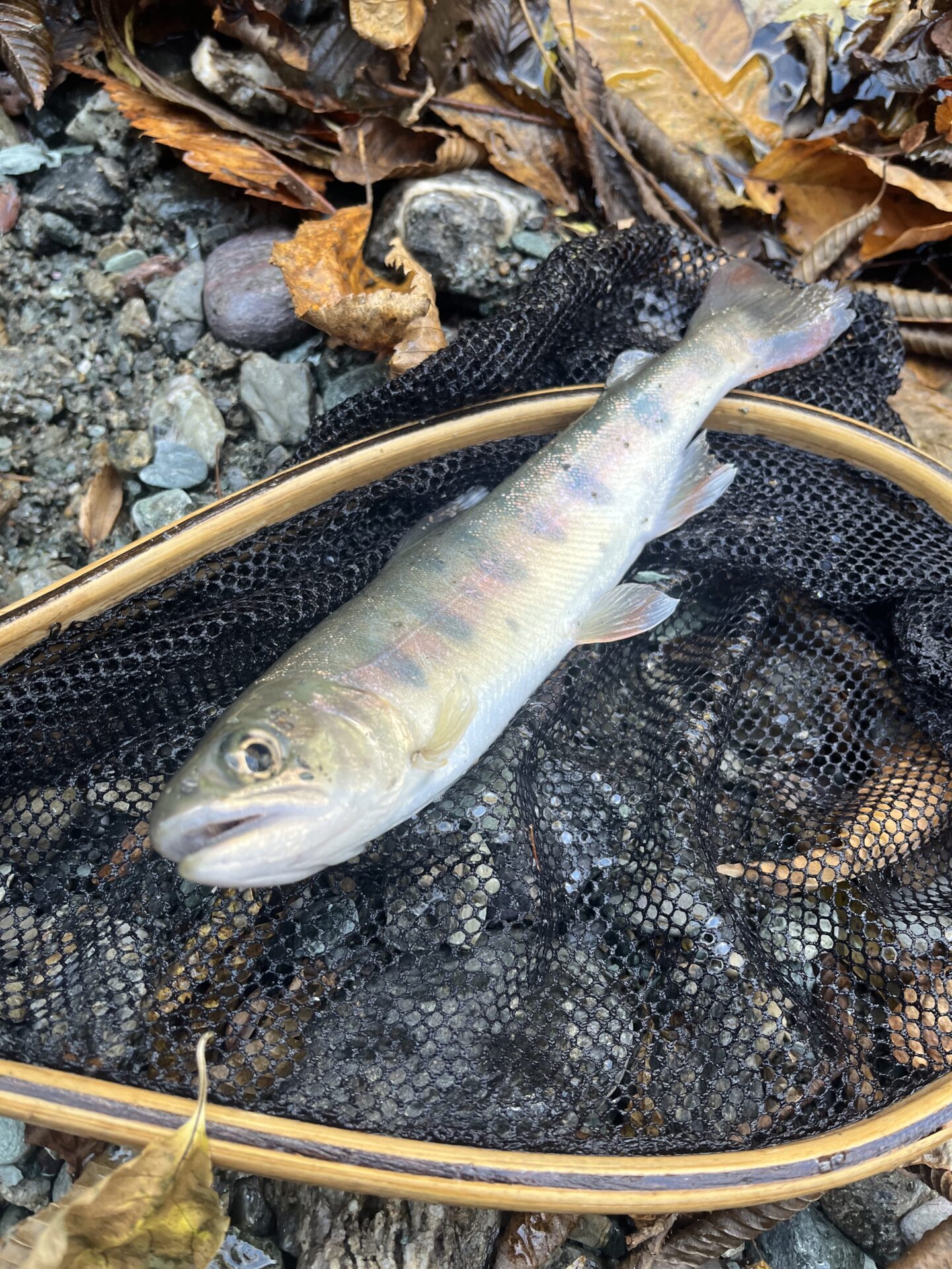 【山女魚の隠れ家。岩魚の隠れ家。】
赤久縄
2025.11.12(18)
山女魚