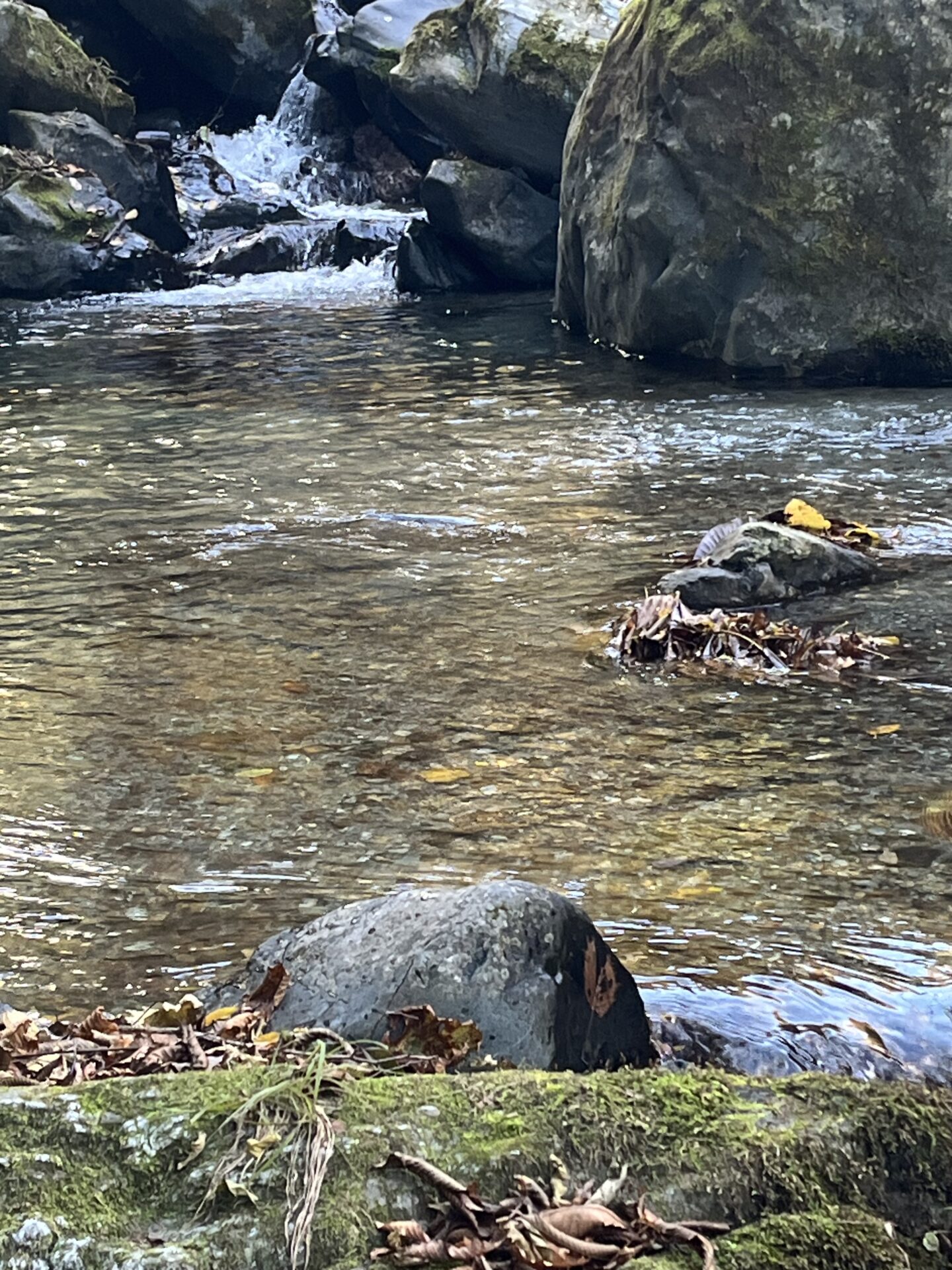 ポイント
【山女魚の隠れ家。岩魚の隠れ家。】
赤久縄
2025.11.12(18)
山女魚